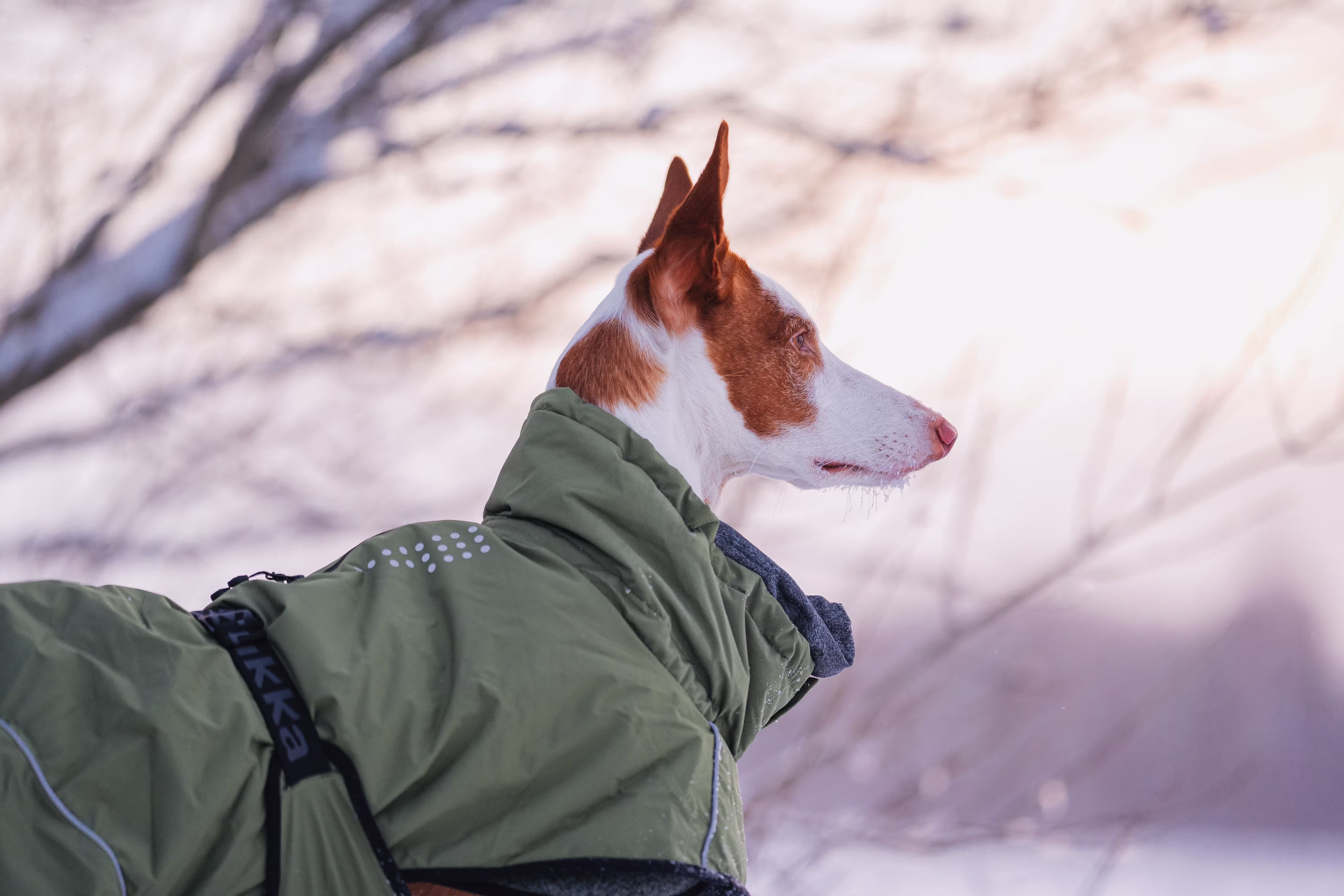 Rukka Pets Winterjacke Warmup 2.0