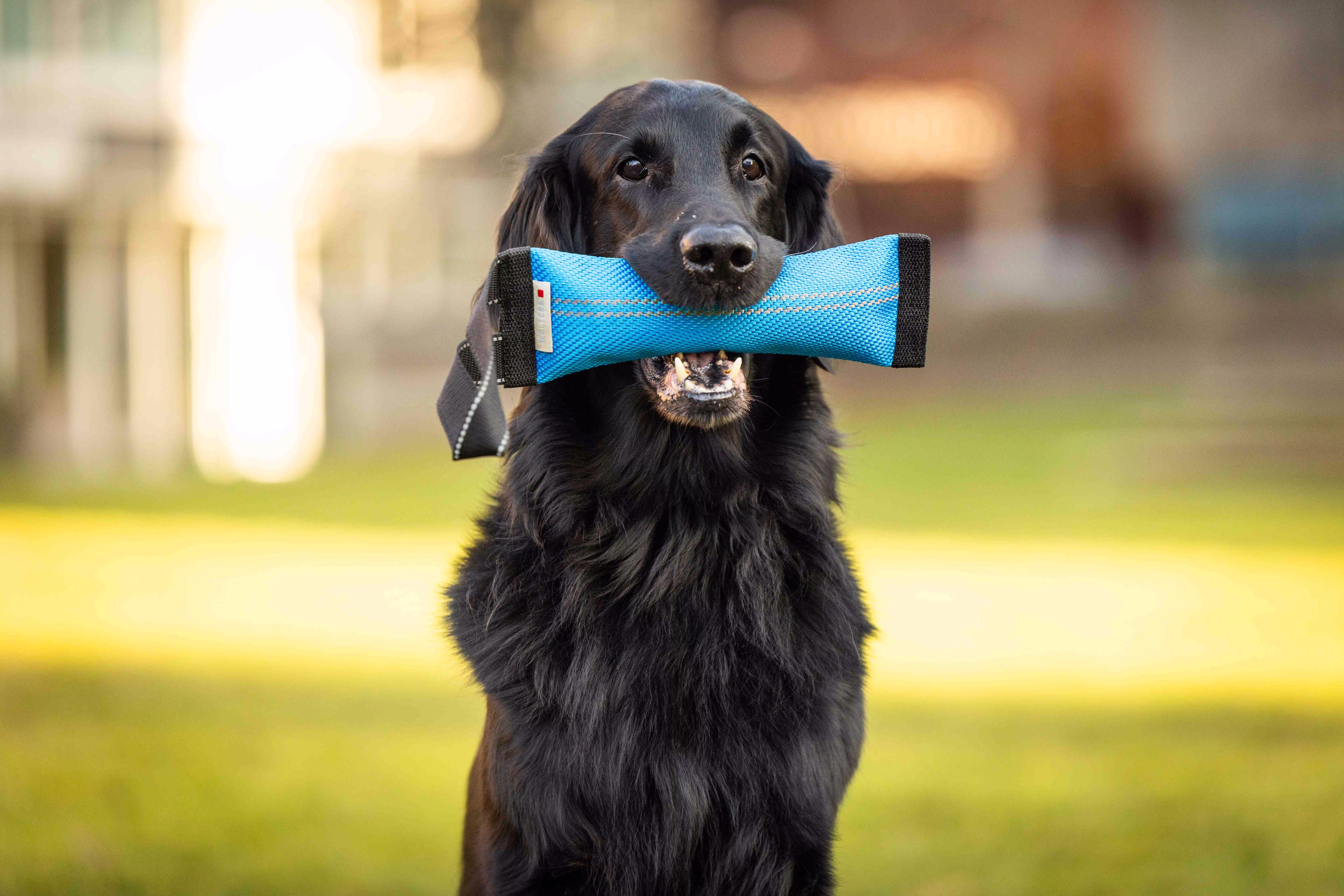 Clever Dogz Dummy – a loop