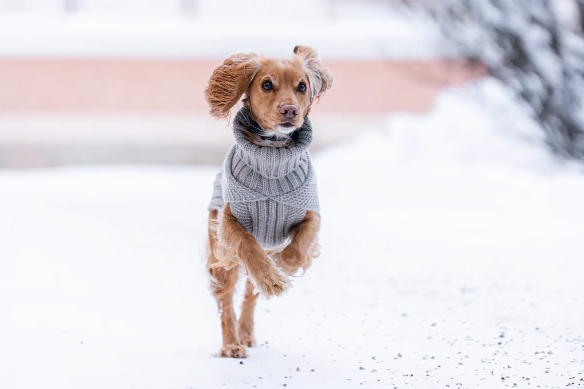 Pull en maille Rukka Pets Sparky