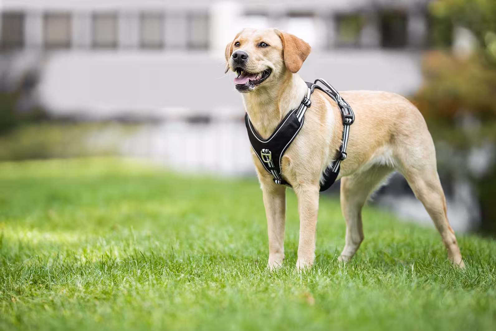 Active Pro Geschirr WOLTERS cat & dog GmbH