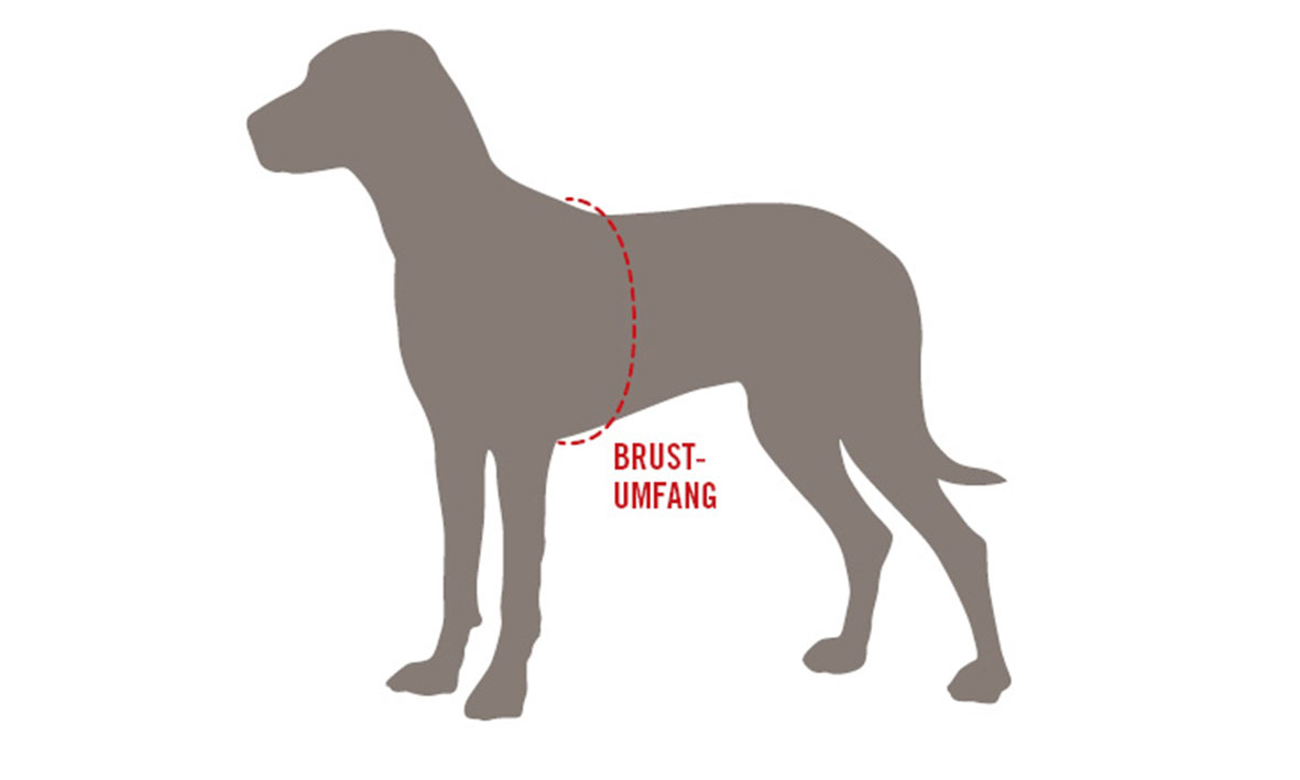 Brustumfang beim Hund richtig messen