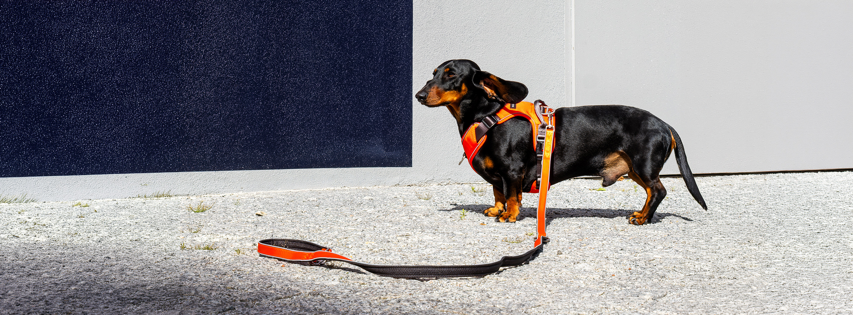 Tierbedarf WOLTERS cat & dog GmbH