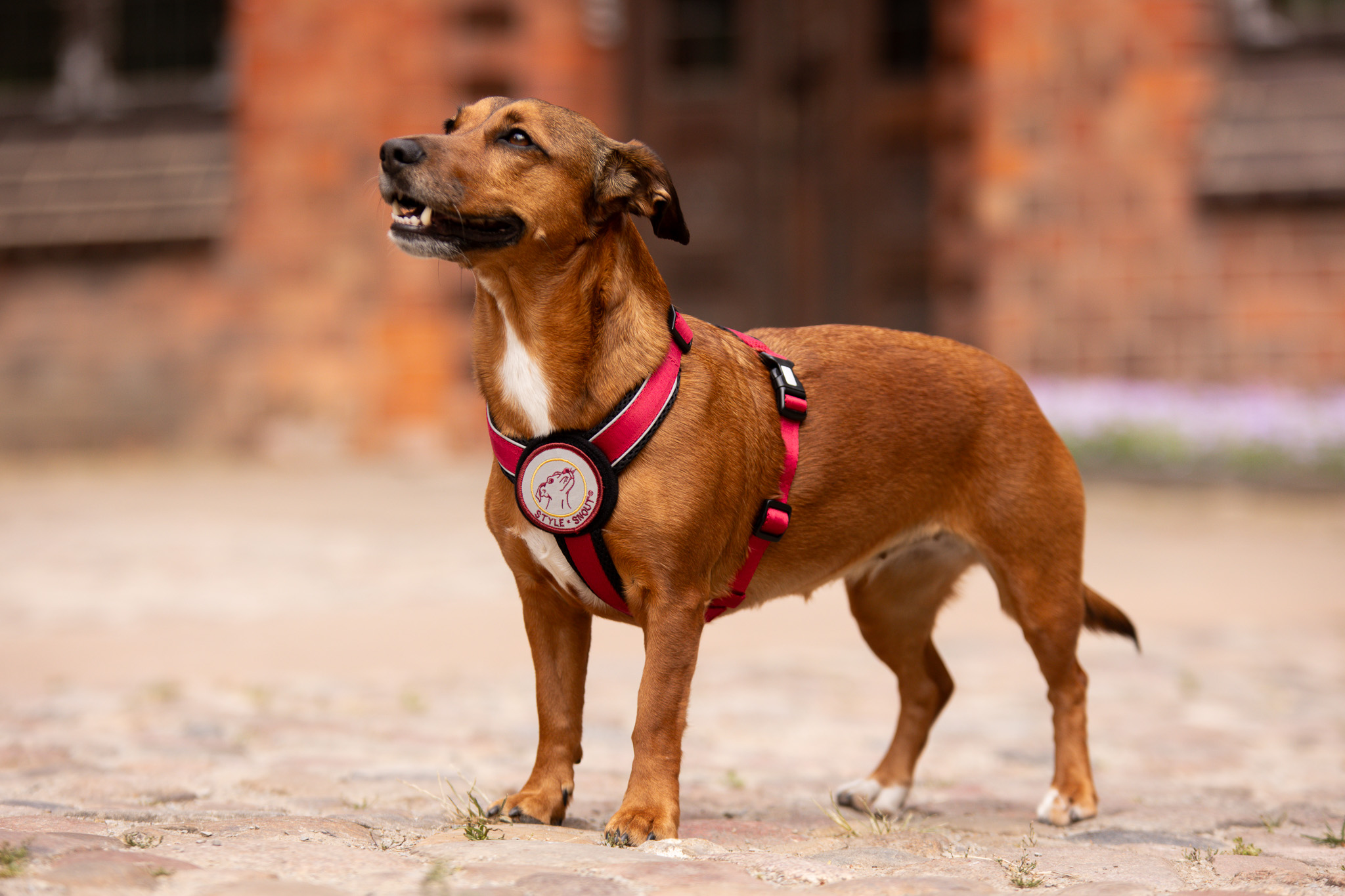 Tierbedarf WOLTERS cat & dog GmbH