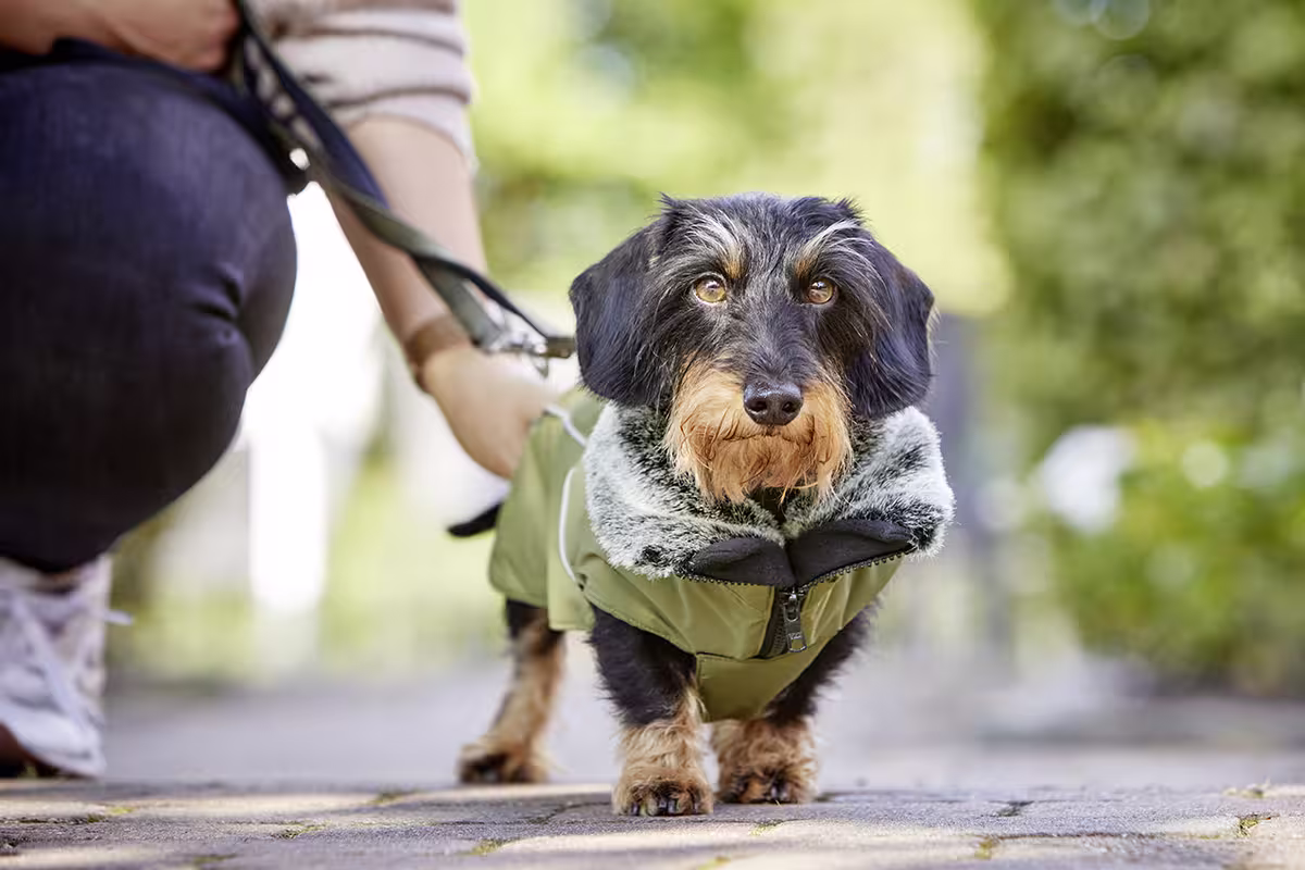  WOLTERS cat & dog GmbH