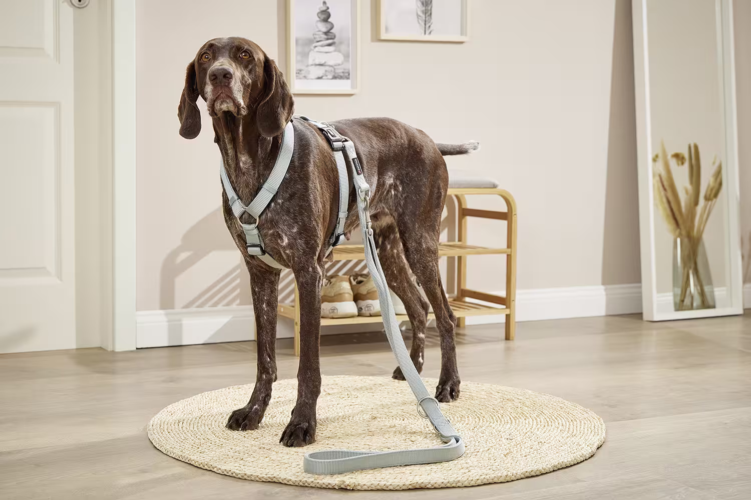 Professional Führleine extra lang WOLTERS cat & dog GmbH