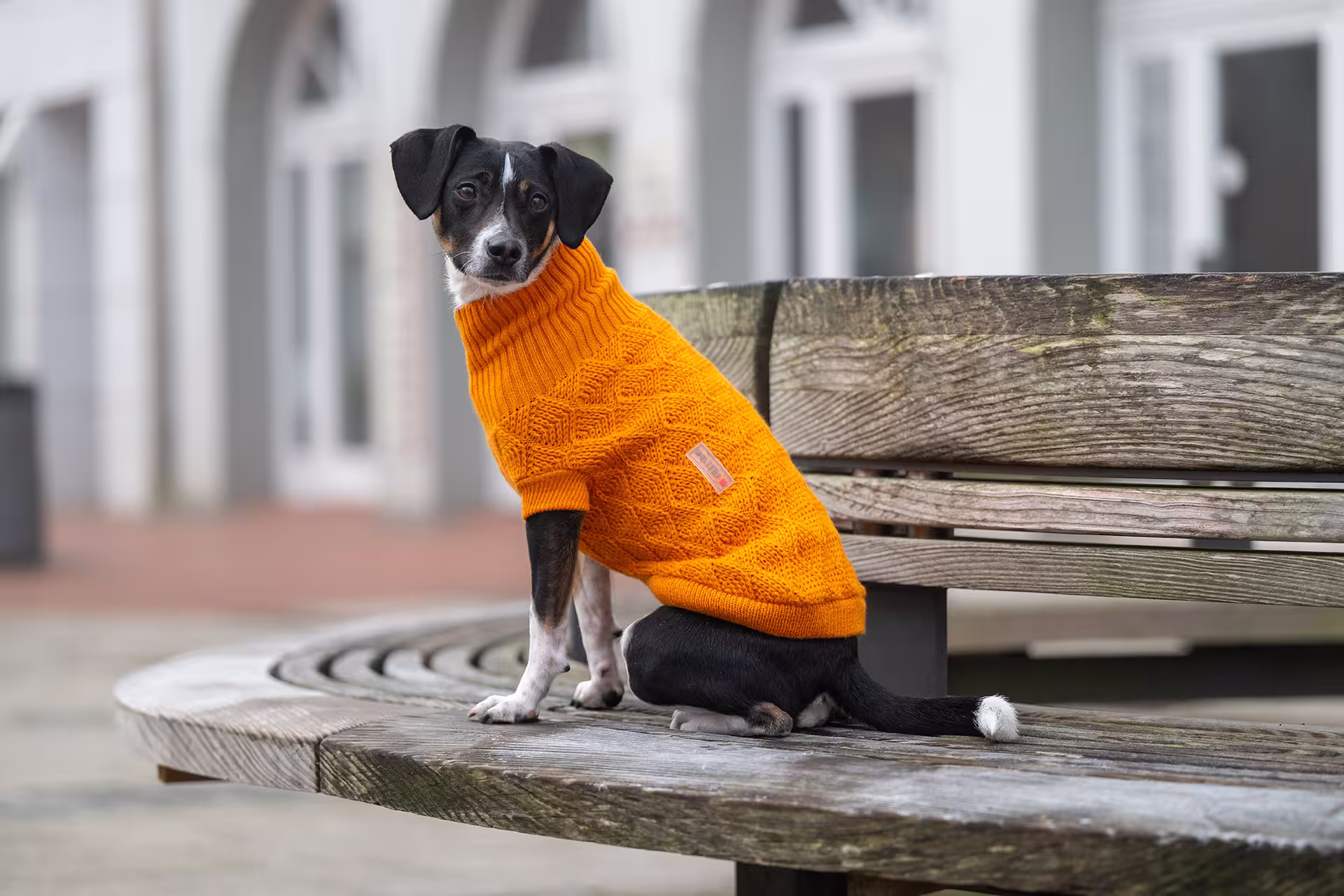  WOLTERS cat & dog GmbH