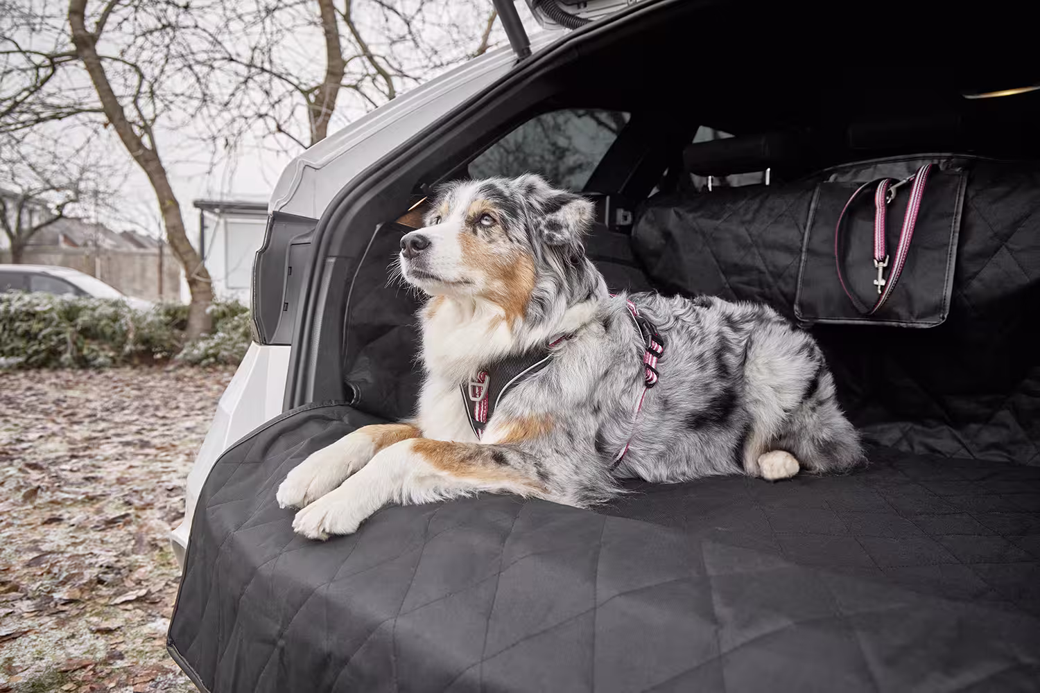  WOLTERS cat & dog GmbH