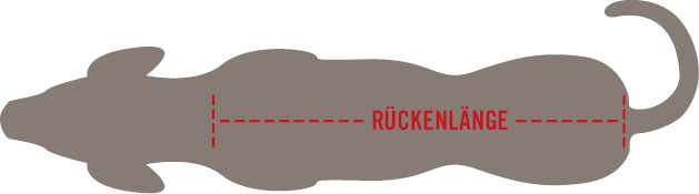 Rückenlänge beim Hund richtig messen