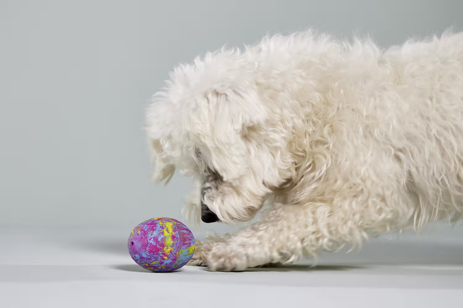  WOLTERS cat & dog GmbH