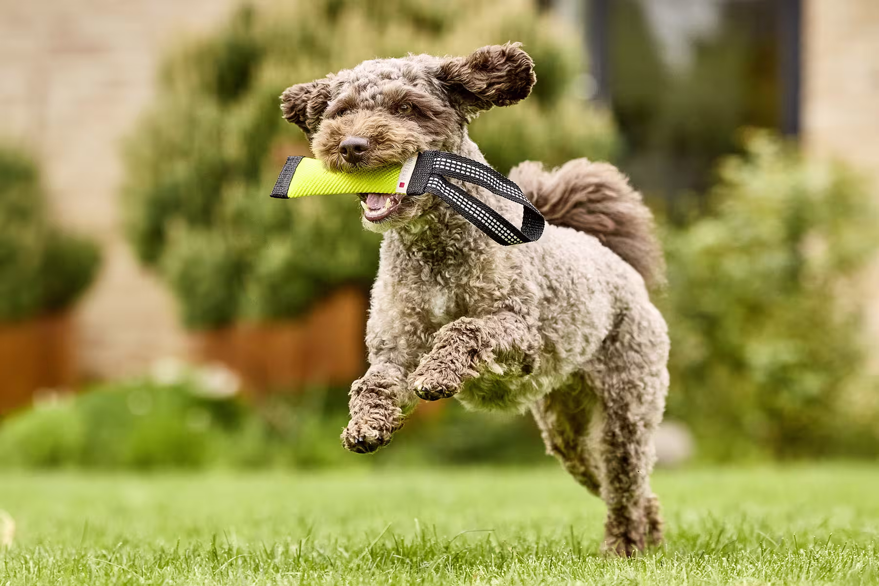 WOLTERS cat & dog GmbH