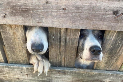 Tierbedarf WOLTERS cat & dog GmbH