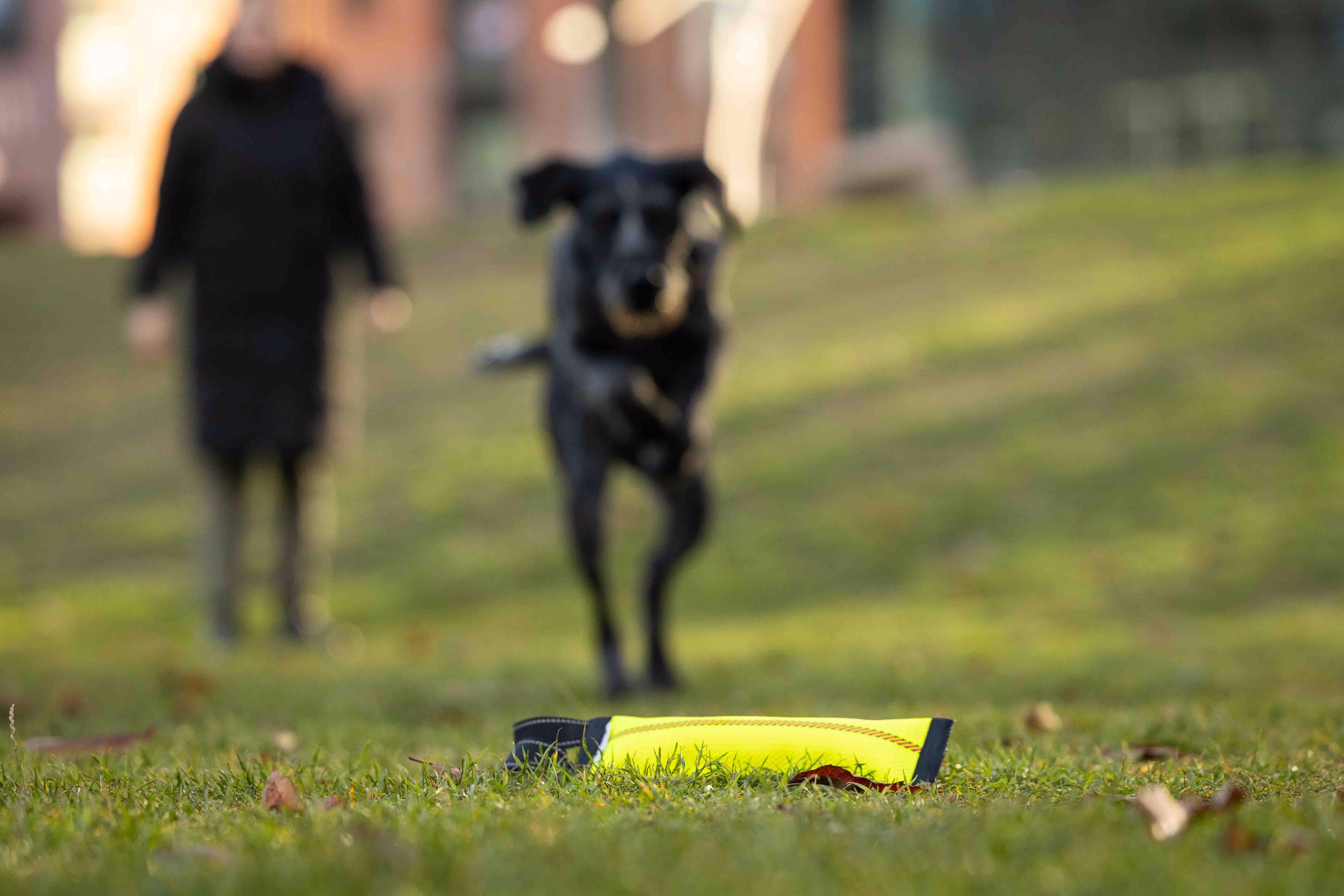 Clever Dogz Dummy – a loop