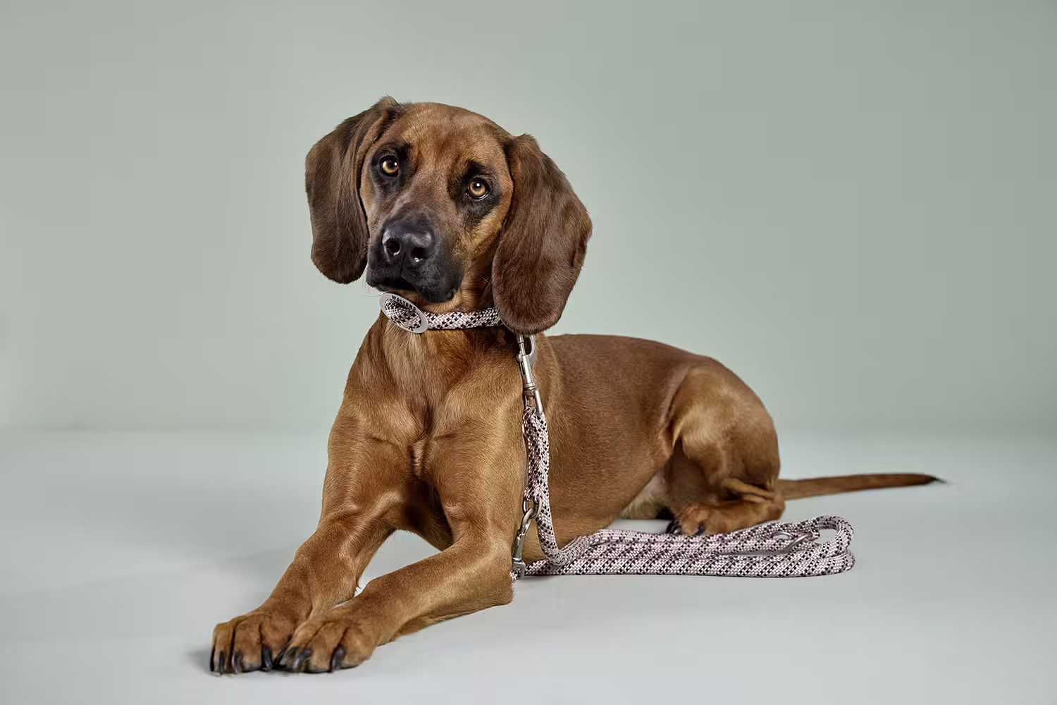 Everest-Tauprogramm Schlupfhalsband WOLTERS cat & dog GmbH