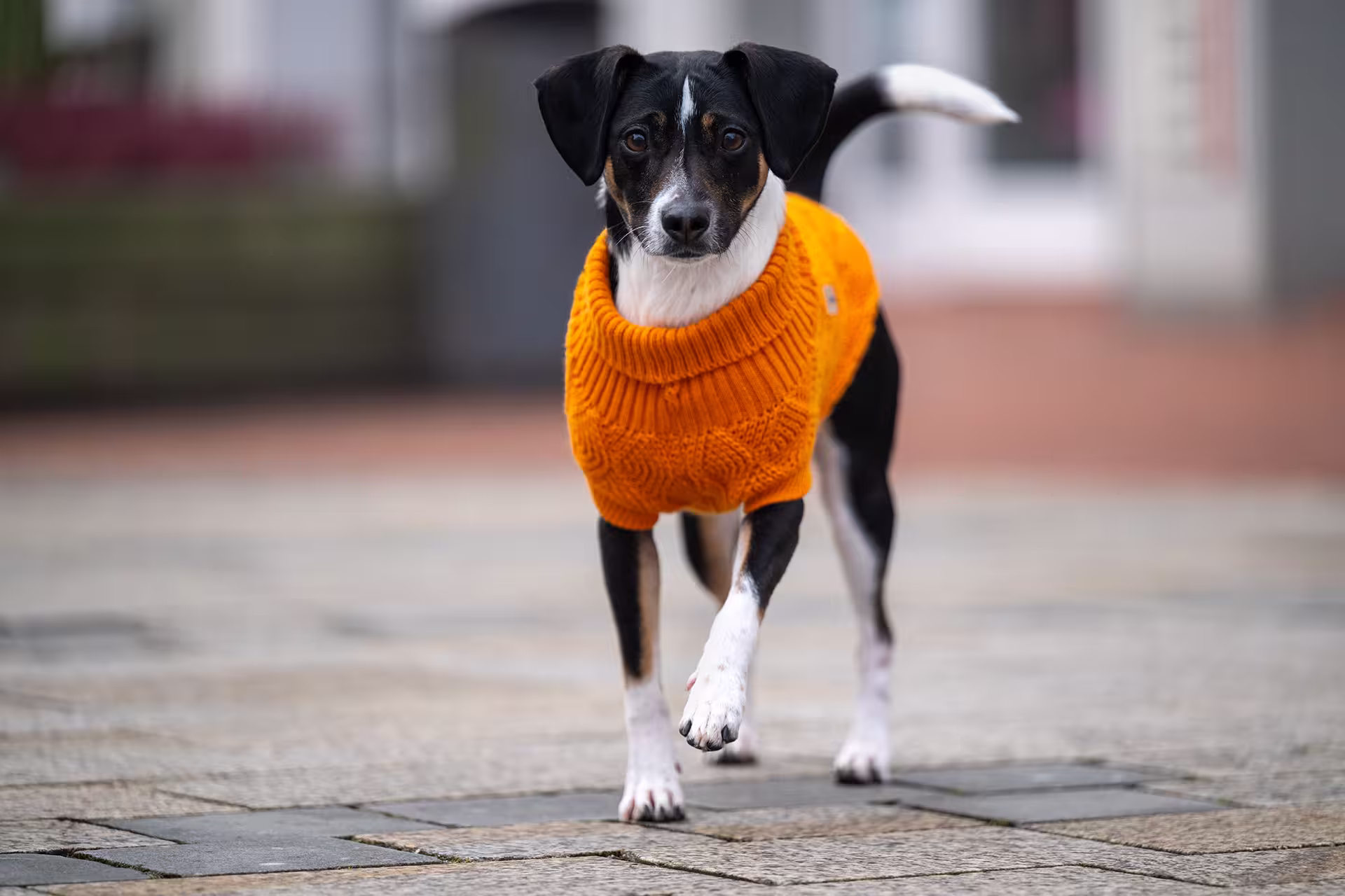 Strickpullover Diamond