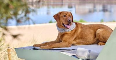 Tierbedarf WOLTERS cat & dog GmbH