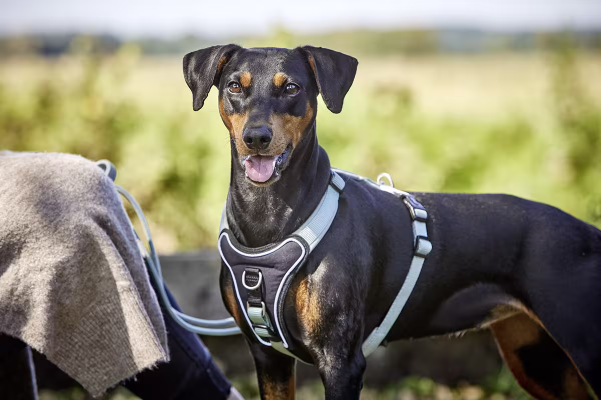 Professional Comfort Geschirr WOLTERS cat & dog GmbH