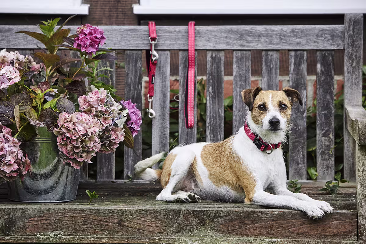 Soft & Safe Halsband WOLTERS cat & dog GmbH