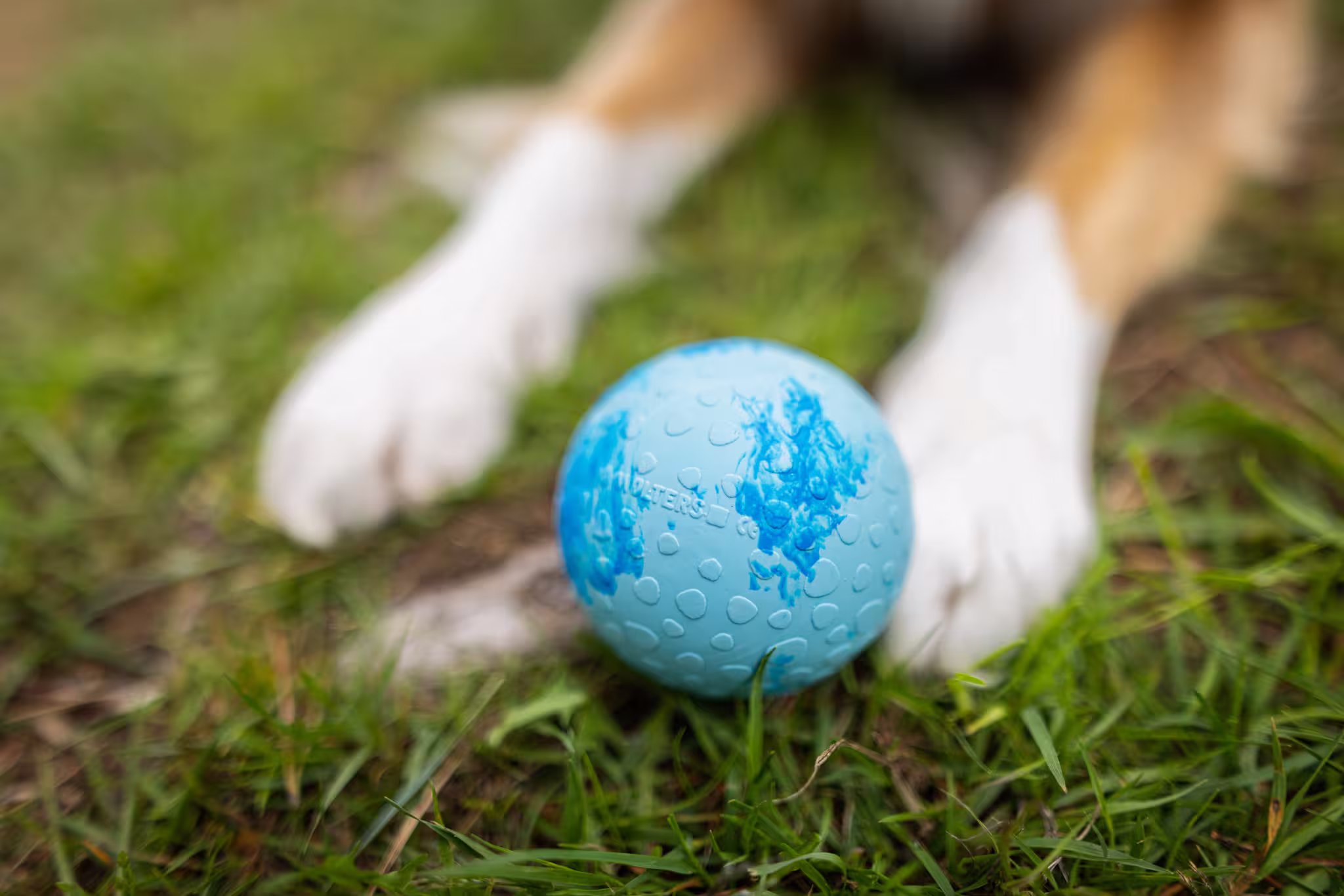 Ball Fun pour chien