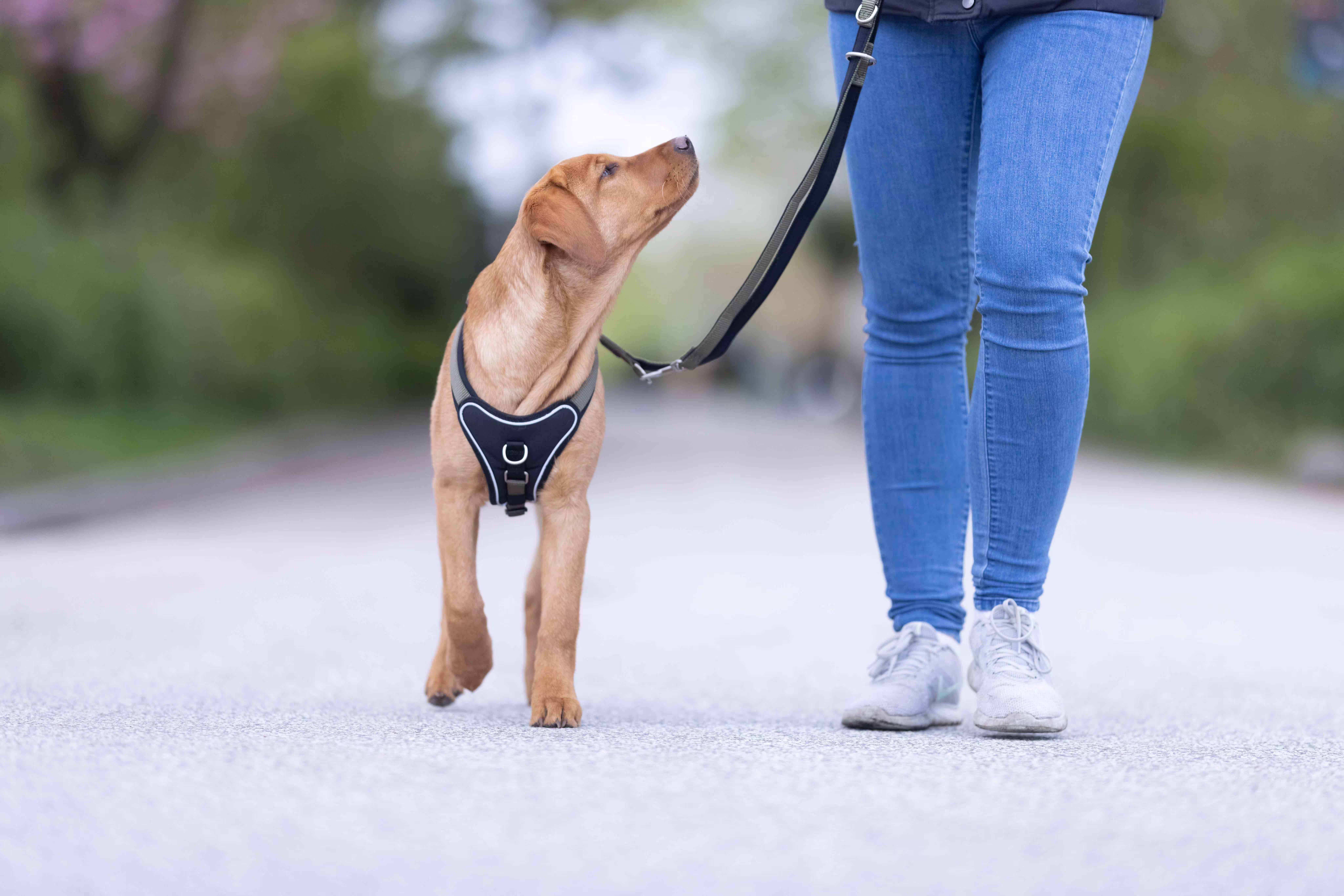 Professional Comfort Führleine WOLTERS cat & dog GmbH