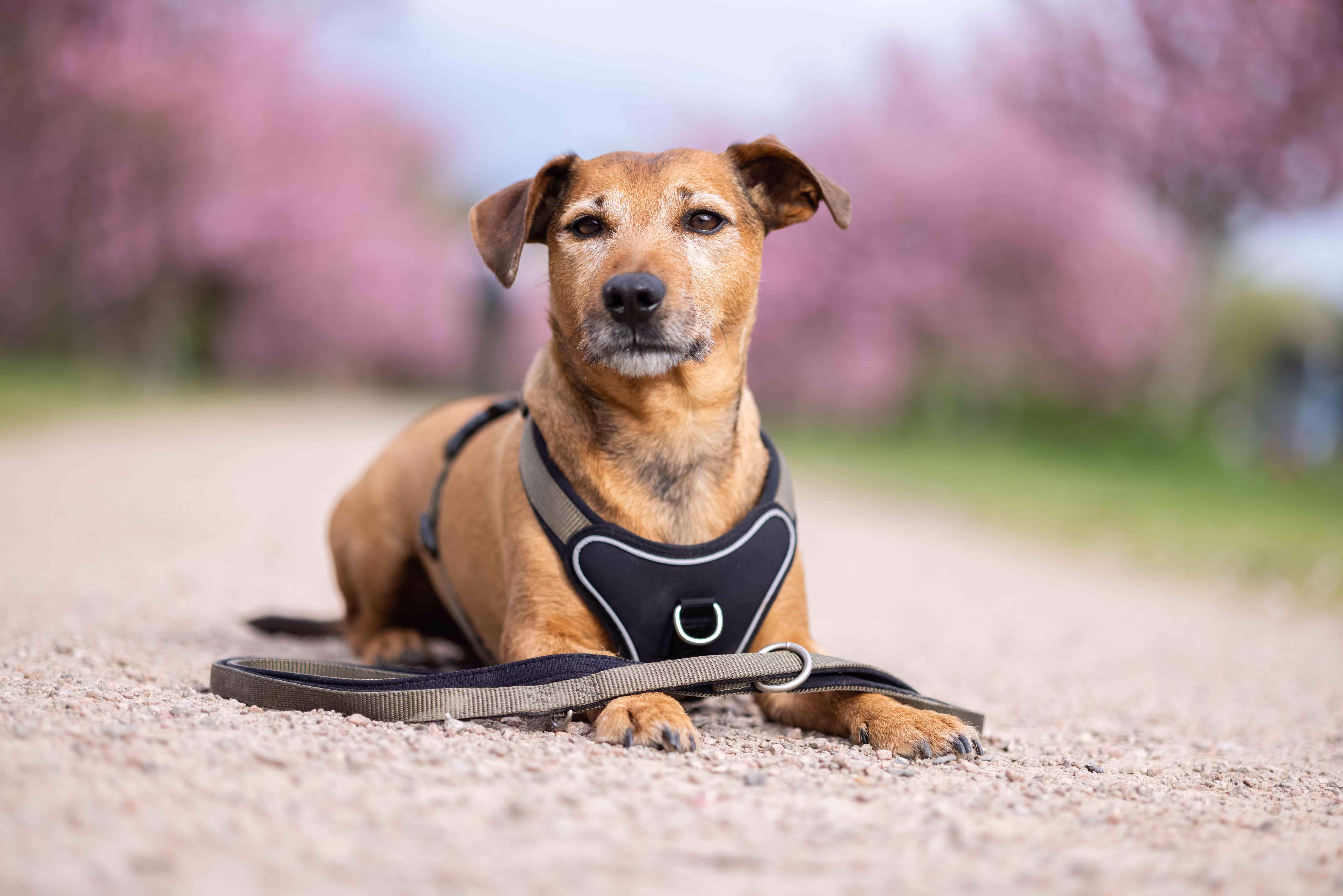 Professional Comfort Geschirr WOLTERS cat & dog GmbH