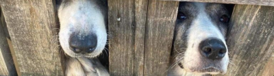 Tierbedarf WOLTERS cat & dog GmbH
