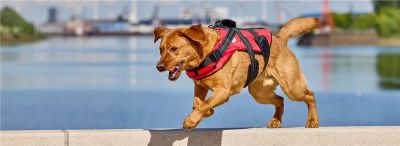 Tierbedarf WOLTERS cat & dog GmbH