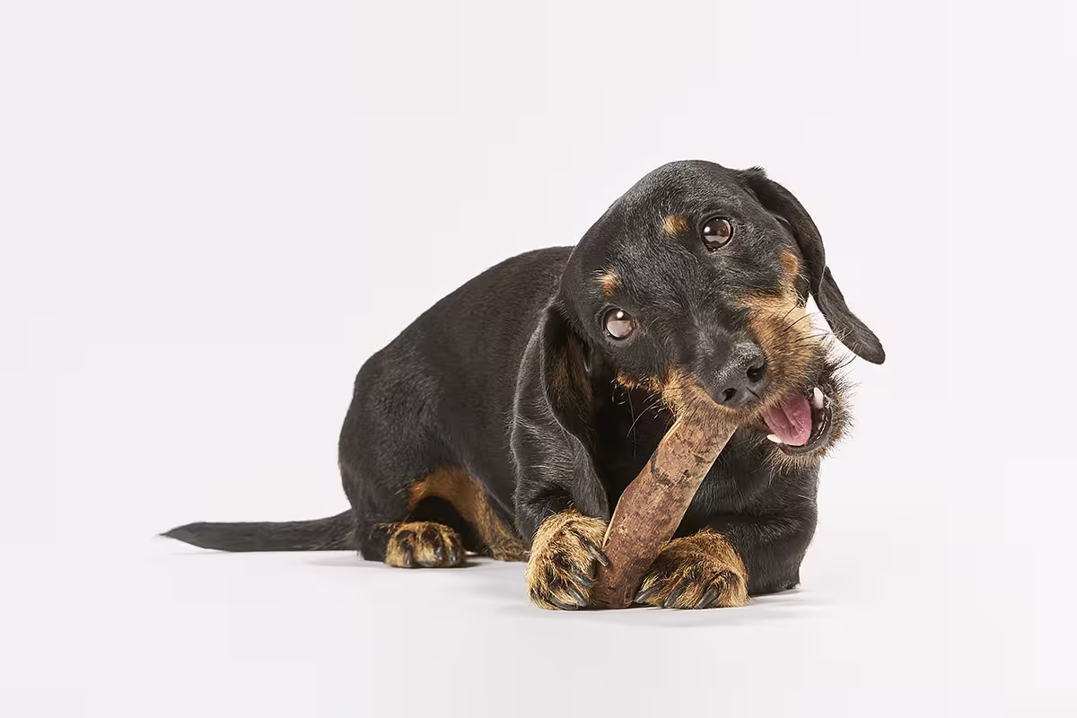 Olivi Sticks WOLTERS cat & dog GmbH