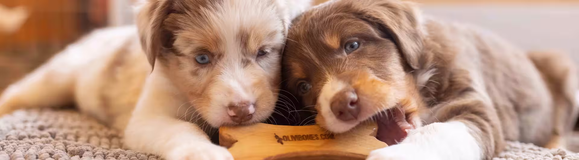 Tierbedarf WOLTERS cat & dog GmbH