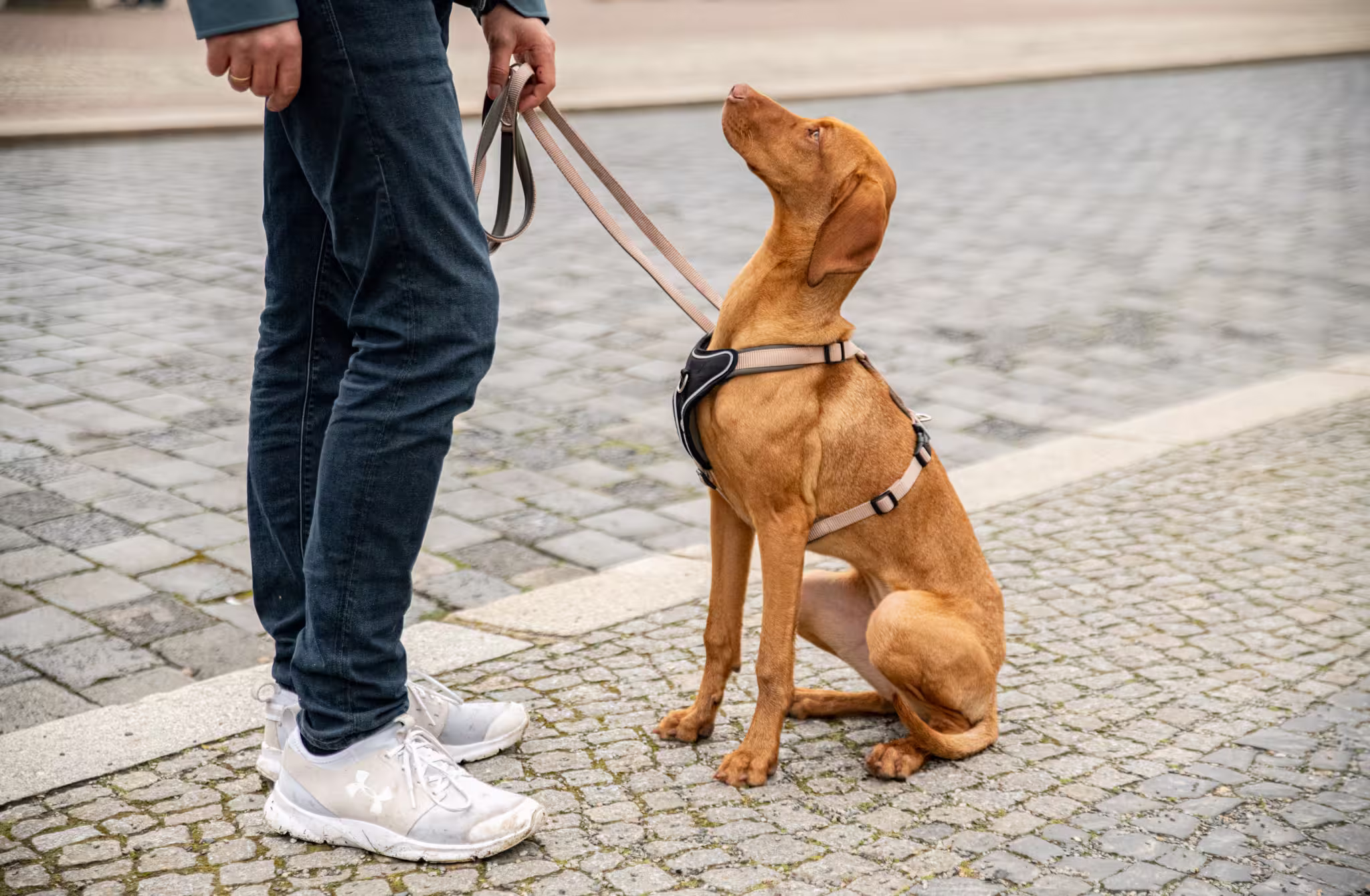 Professional Comfort Geschirr WOLTERS cat & dog GmbH