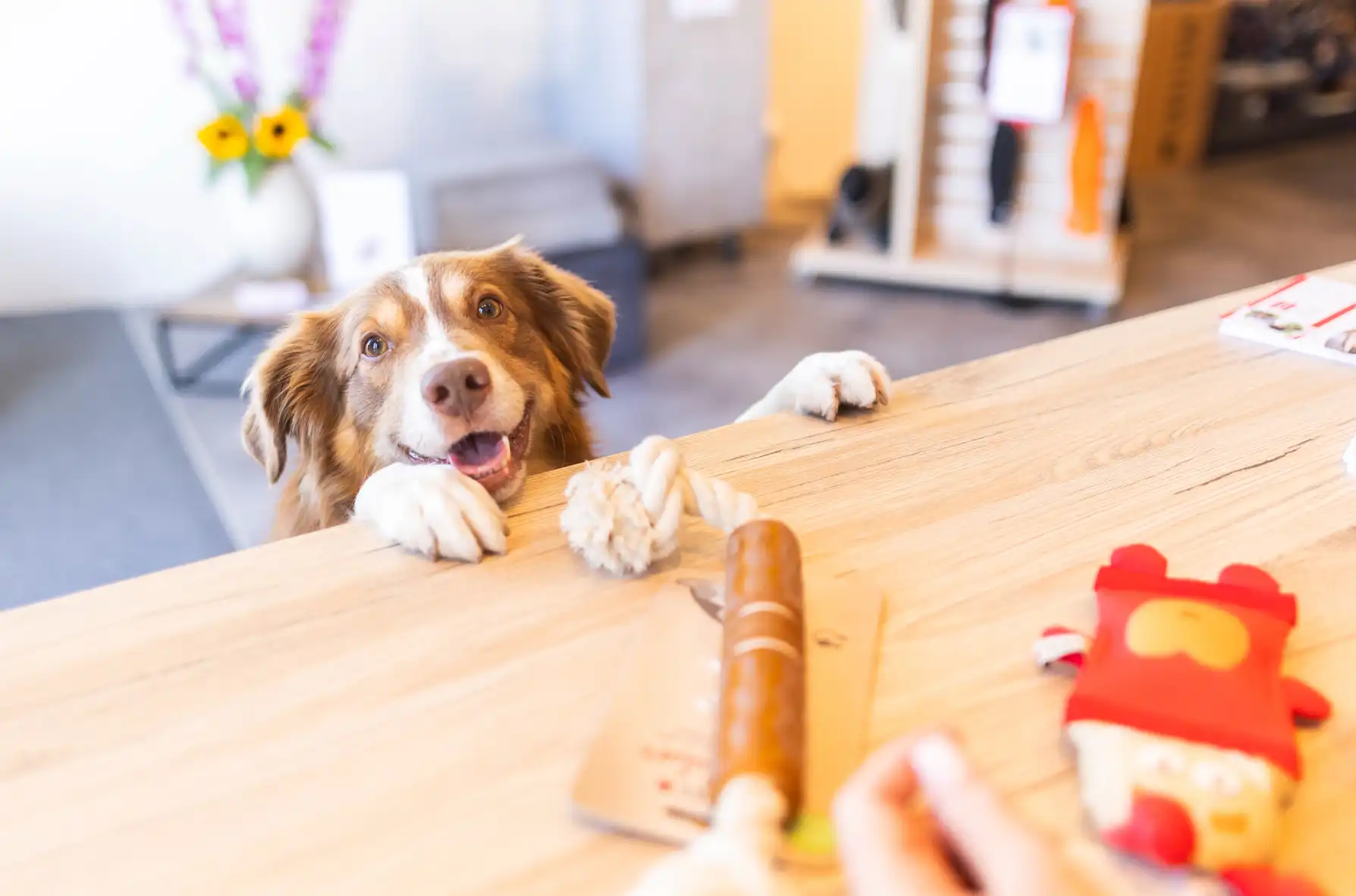 Tierbedarf WOLTERS cat & dog GmbH