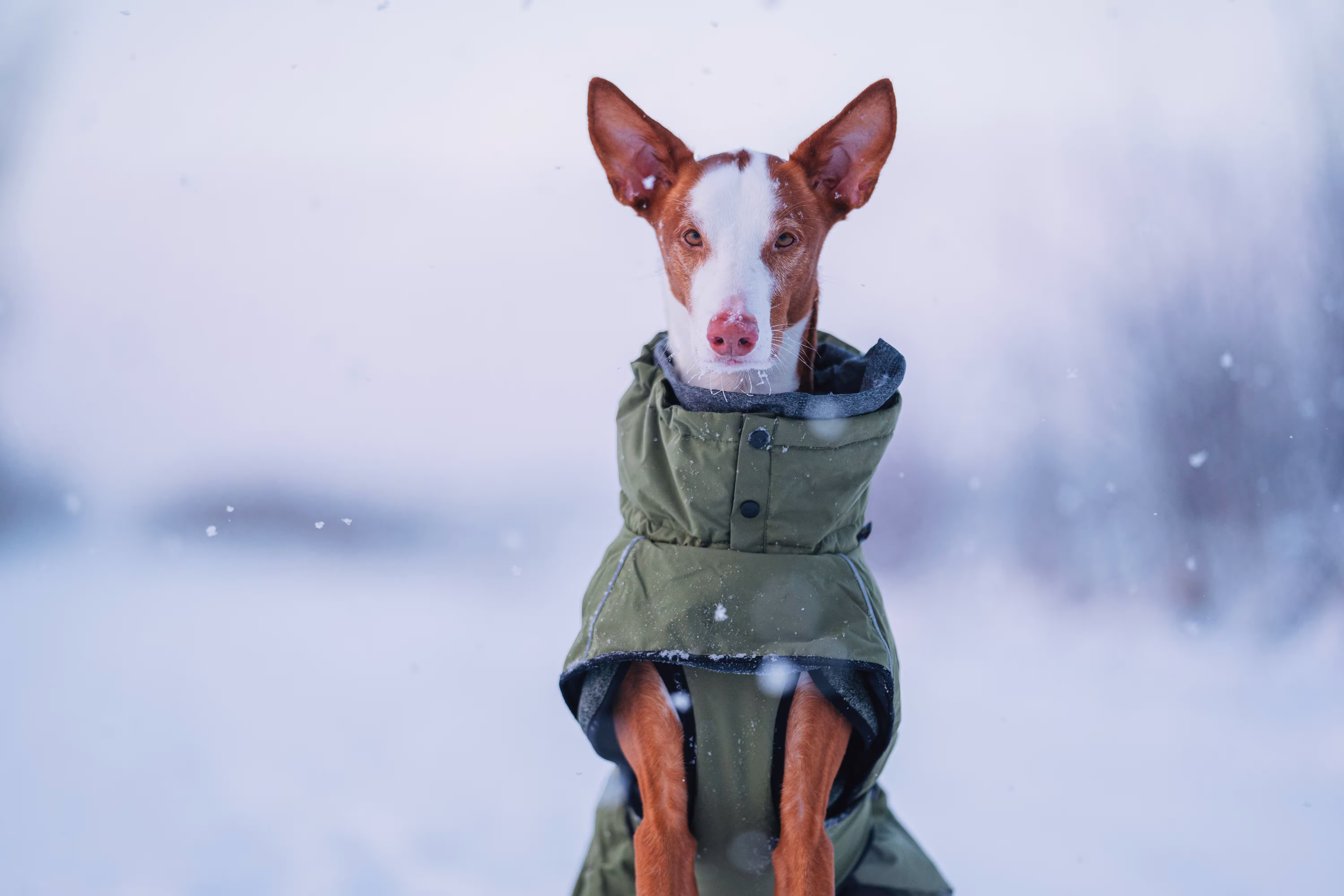 Rukka Pets Winterjacke Warmup 2.0
