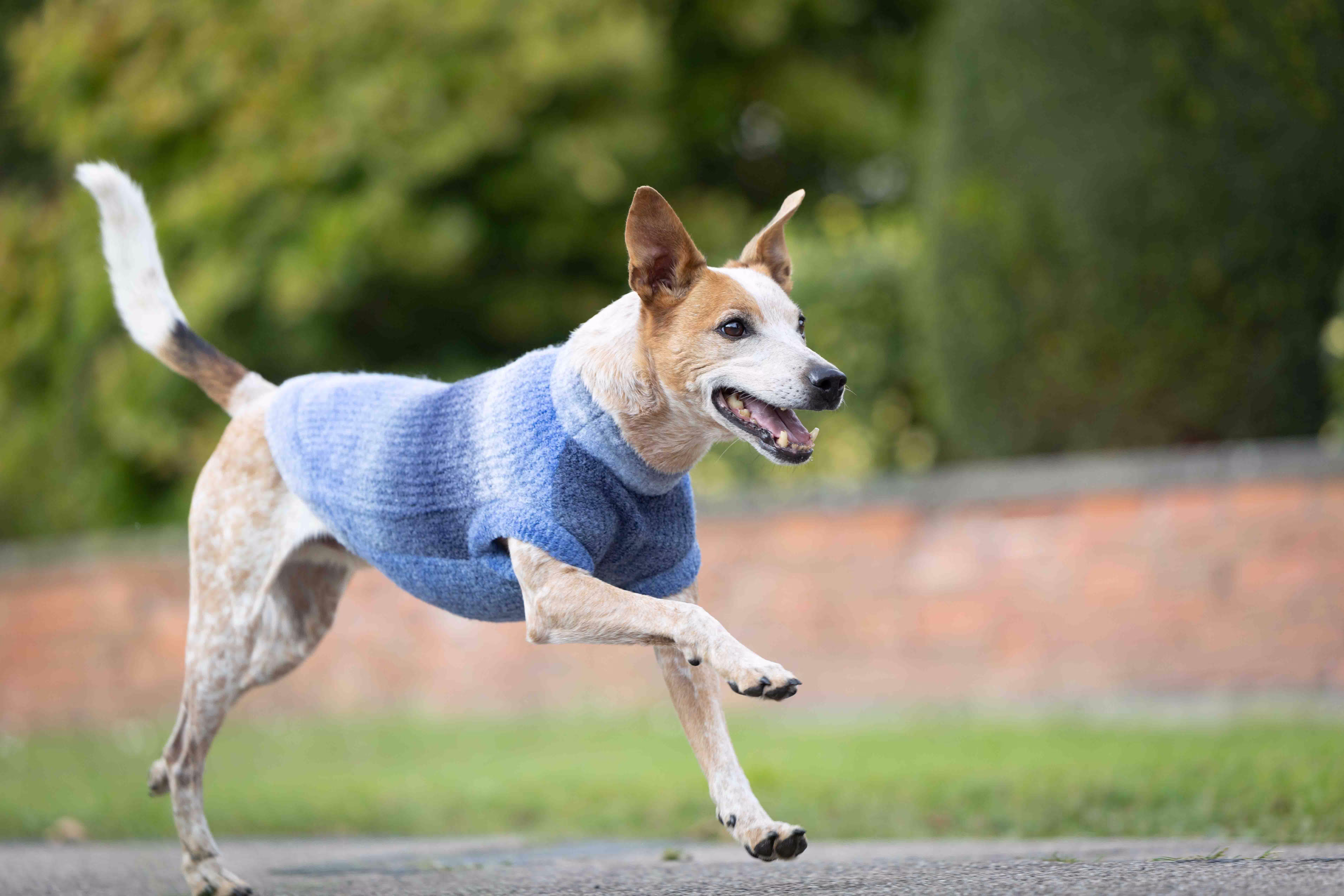 Strickpullover Sky