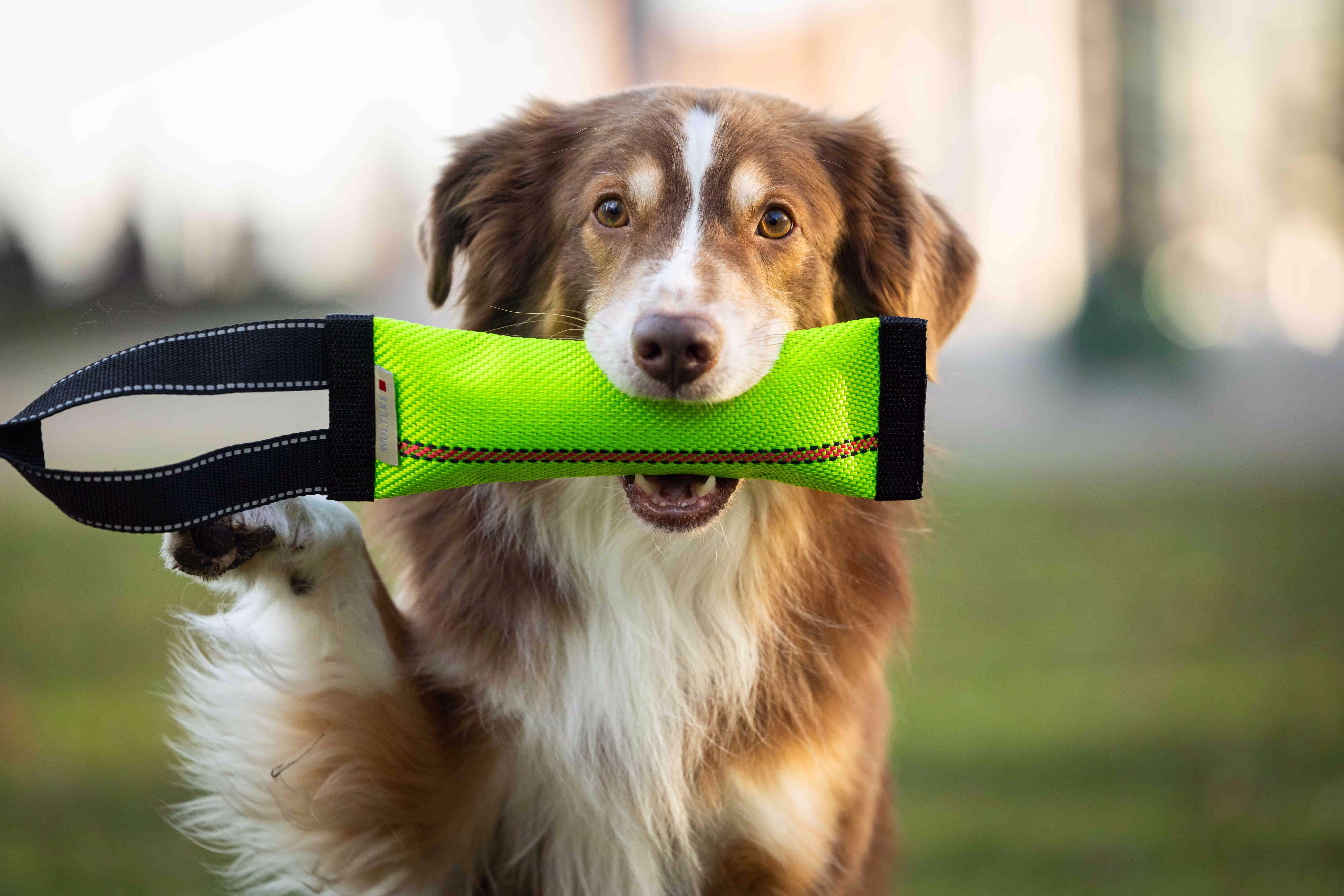 Clever Dogz Dummy – a loop