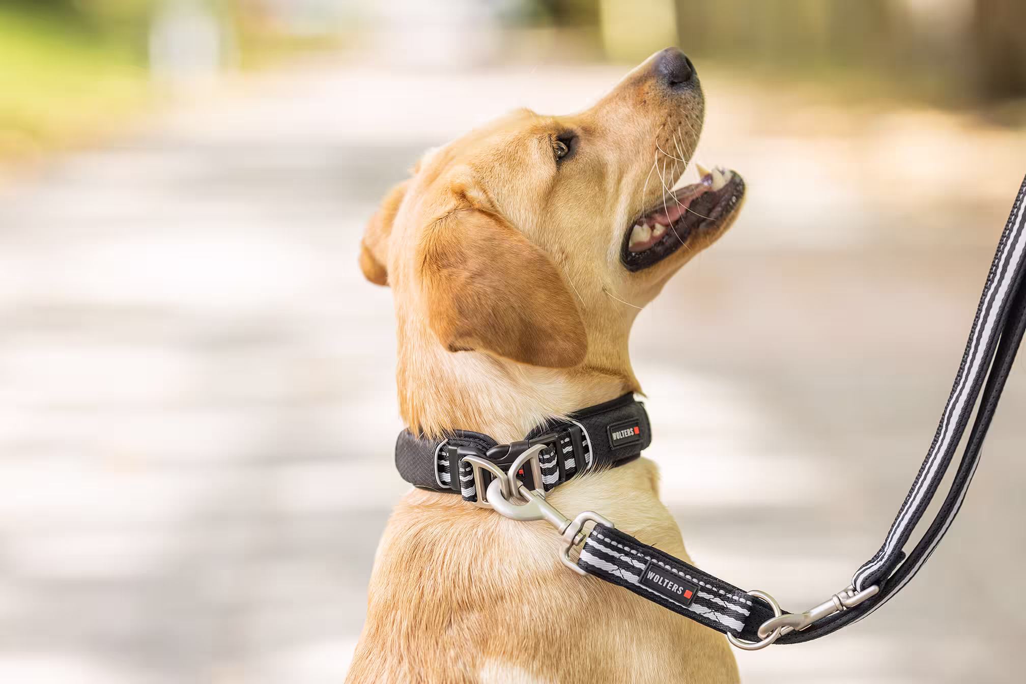 Active Pro Halsband