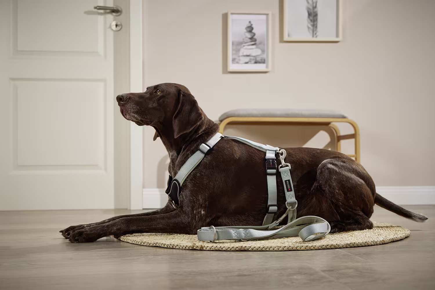 Professional Comfort Führleine WOLTERS cat & dog GmbH