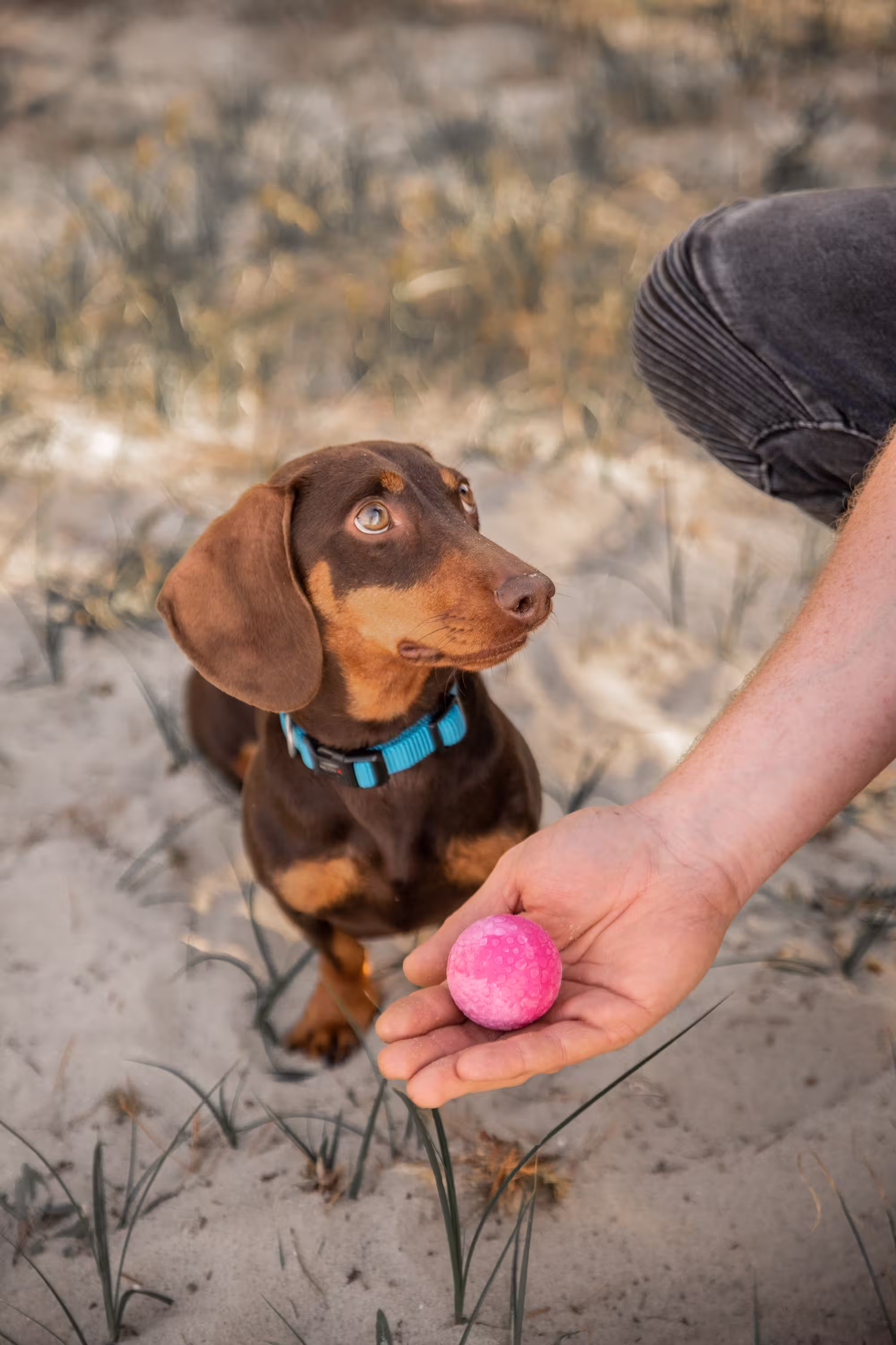 Hračka pro psy Dog Fun Ball