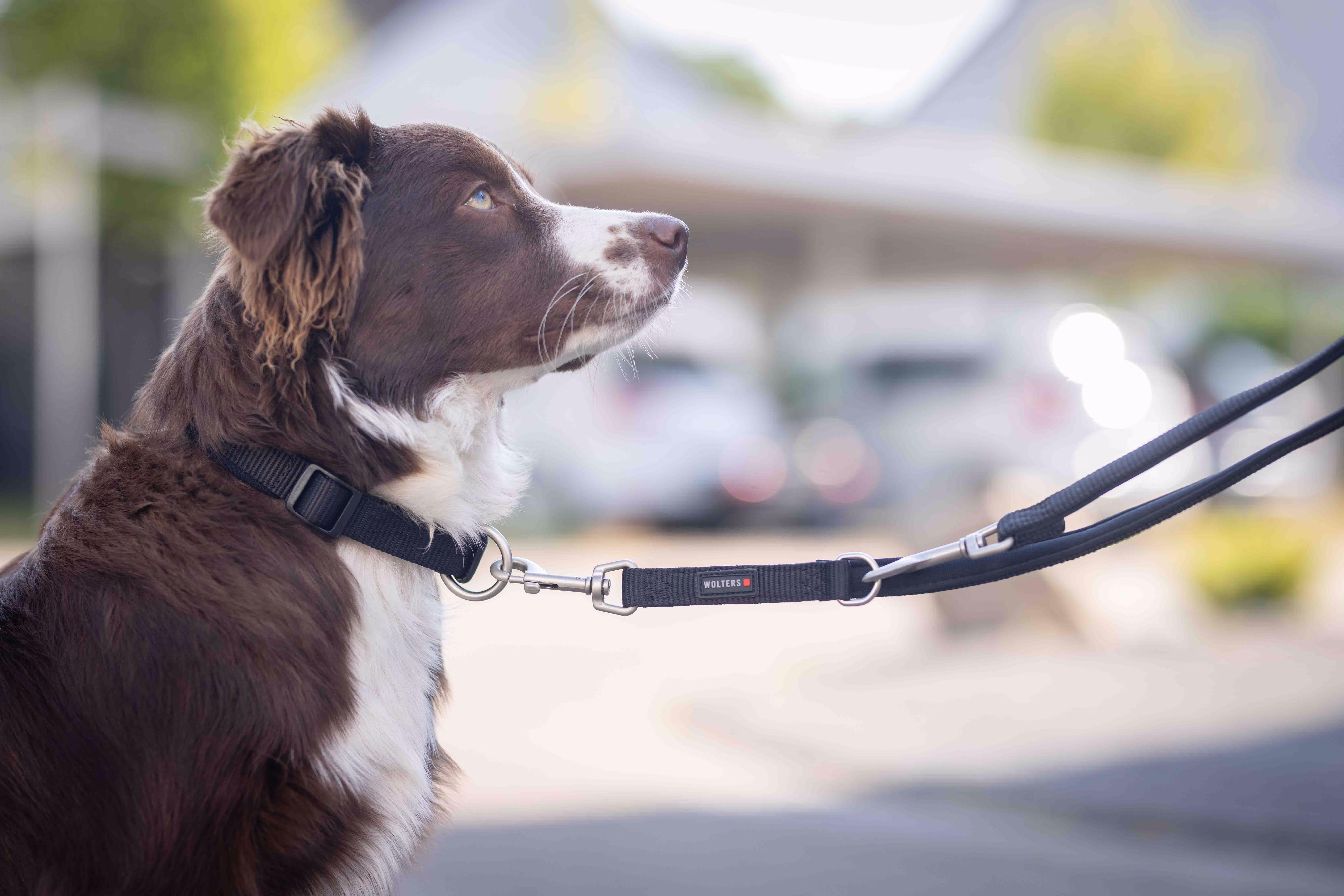 Professional Comfort Halsband WOLTERS cat & dog GmbH