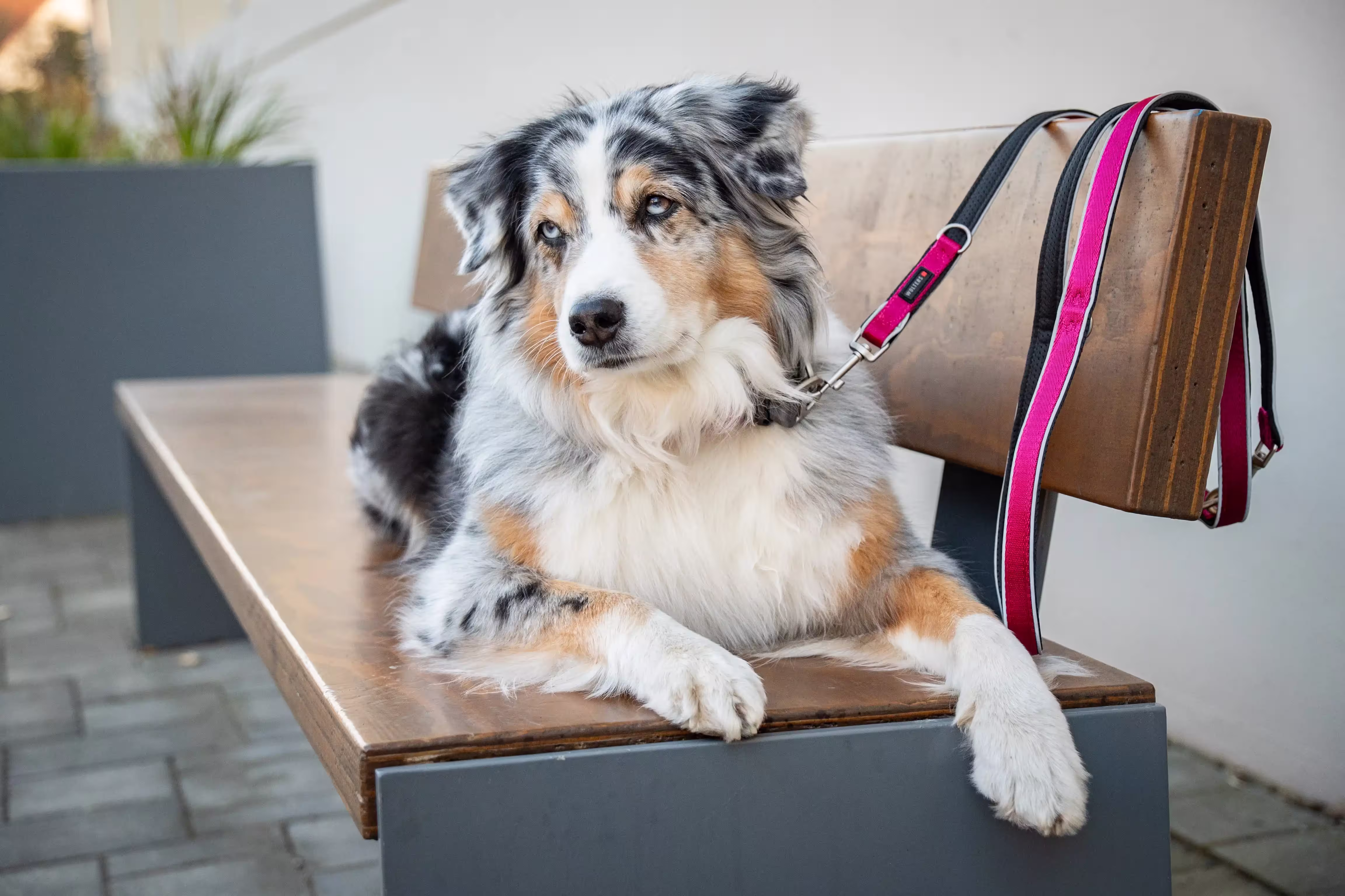 Active Pro Comfort Führleine WOLTERS cat & dog GmbH