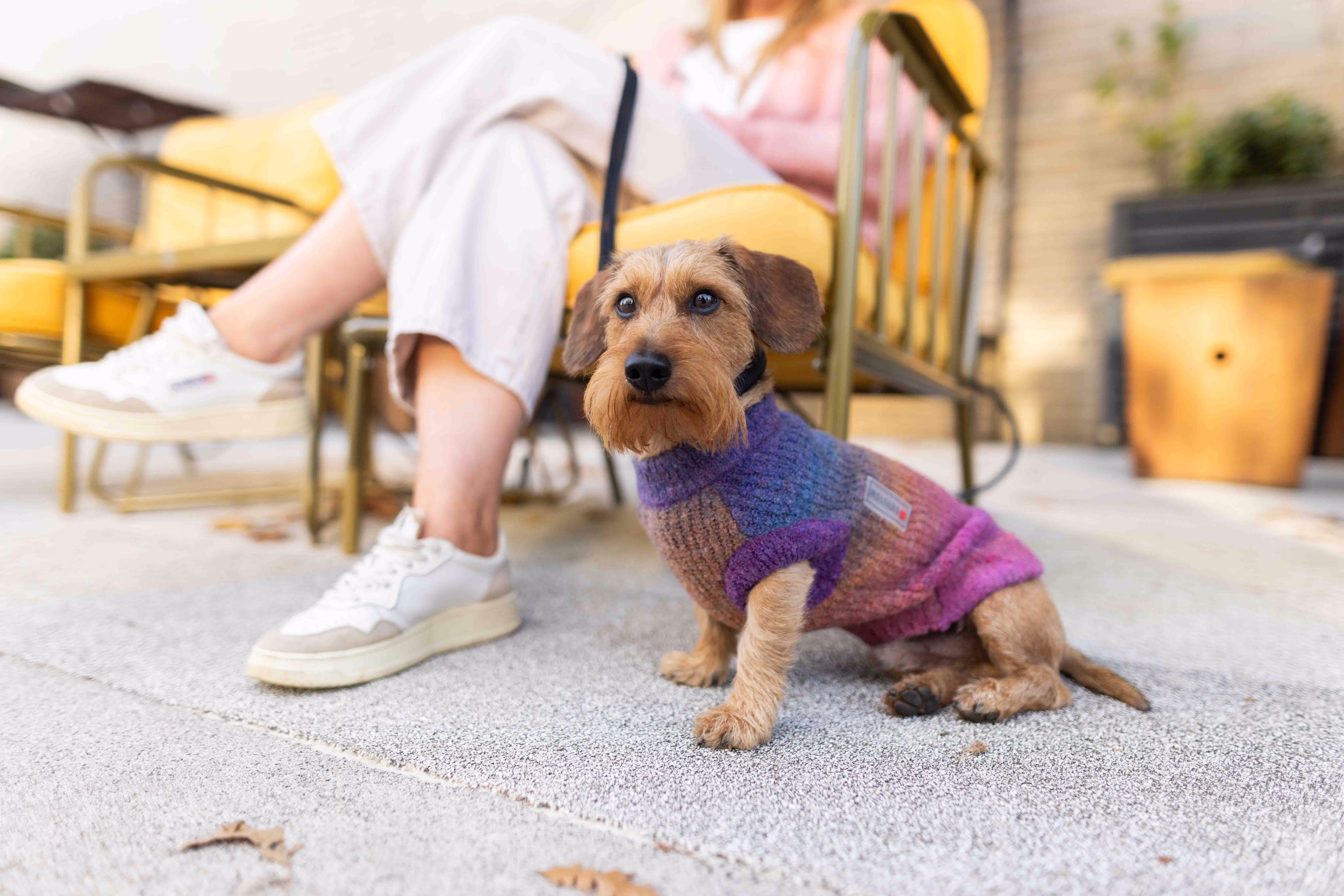 Strickpullover Rainbow