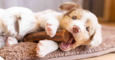 Tierbedarf WOLTERS cat & dog GmbH
