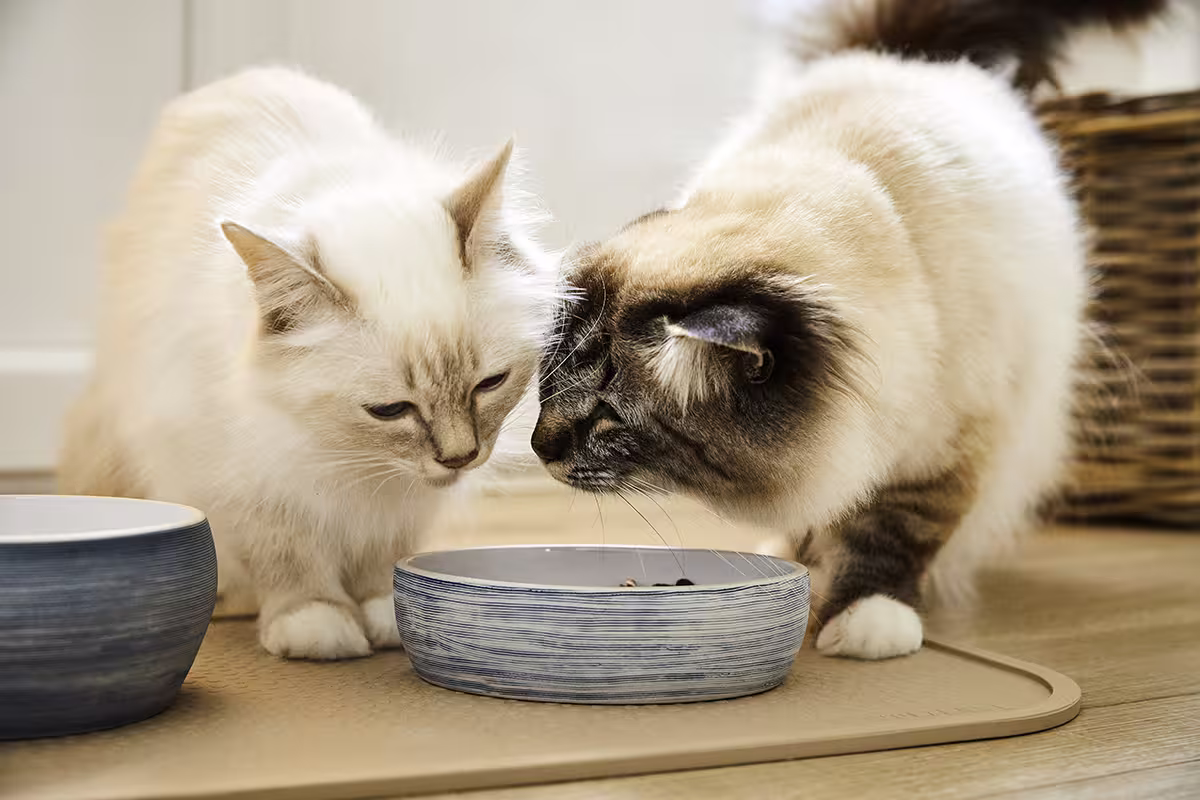 Diner Stone für Katzen