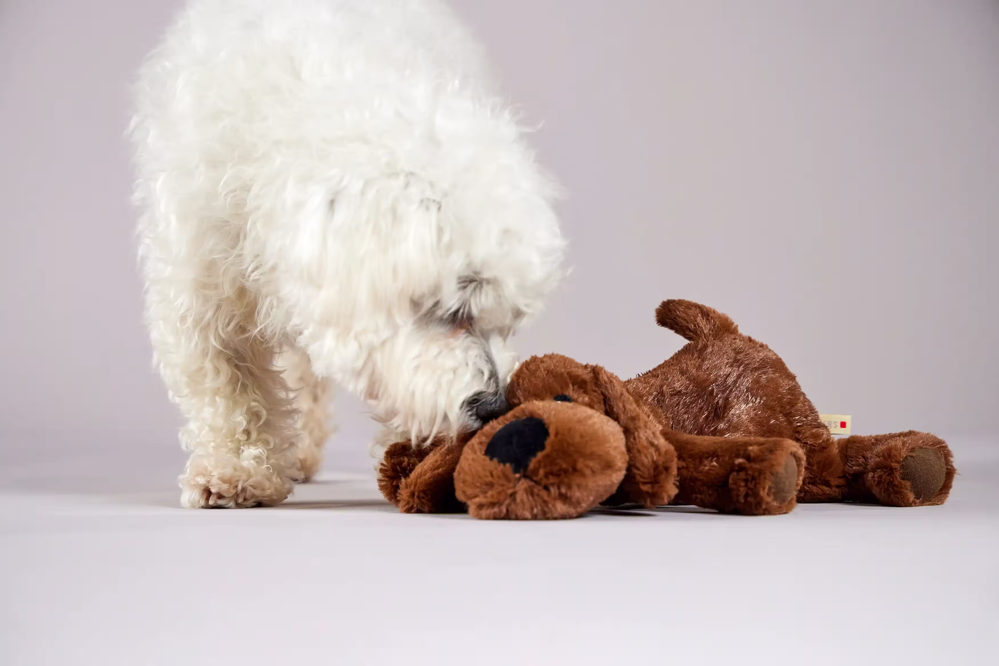 Tierbedarf WOLTERS cat & dog GmbH