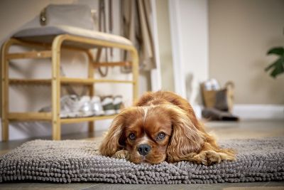 Tierbedarf WOLTERS cat & dog GmbH