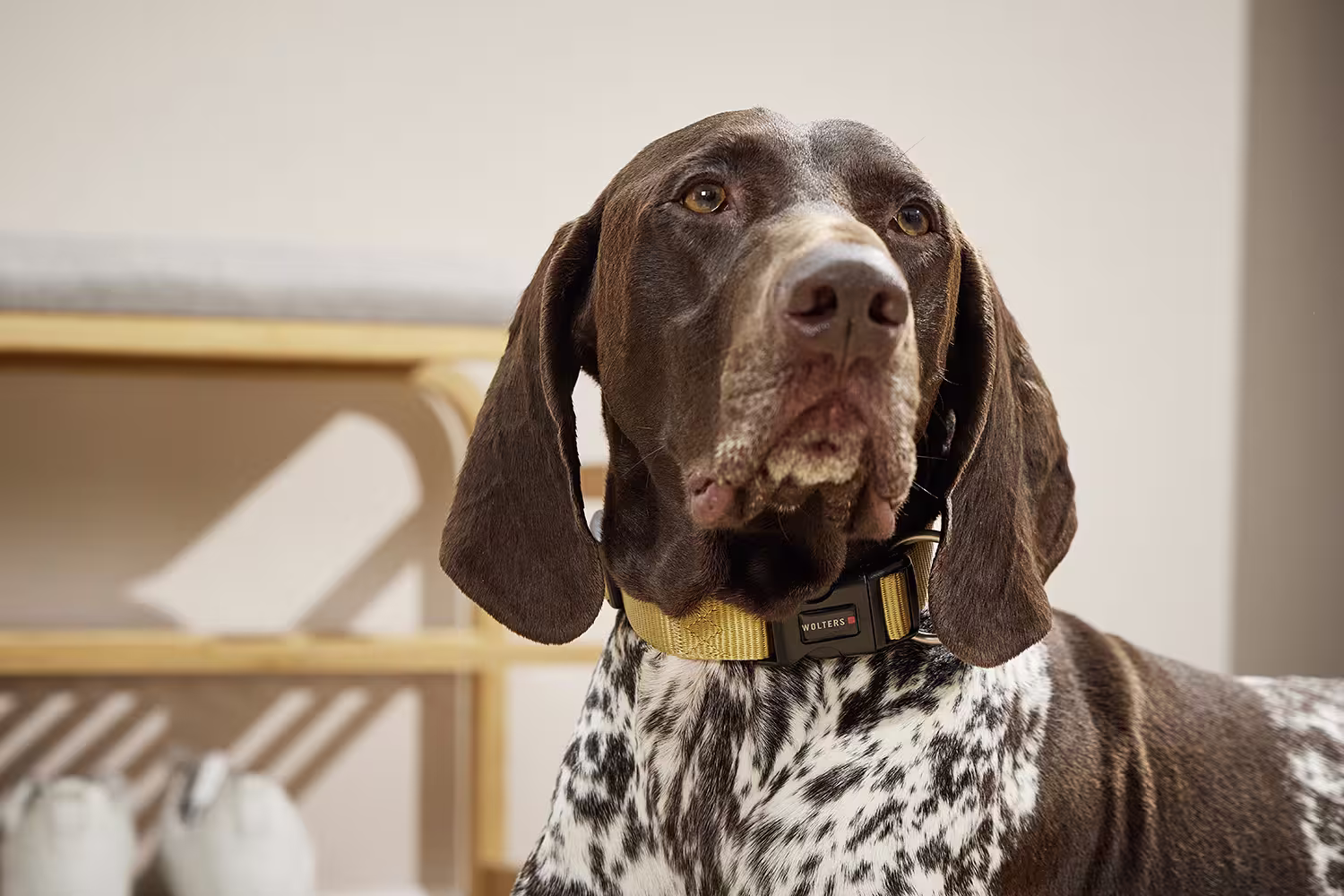 Professional Halsband WOLTERS cat & dog GmbH