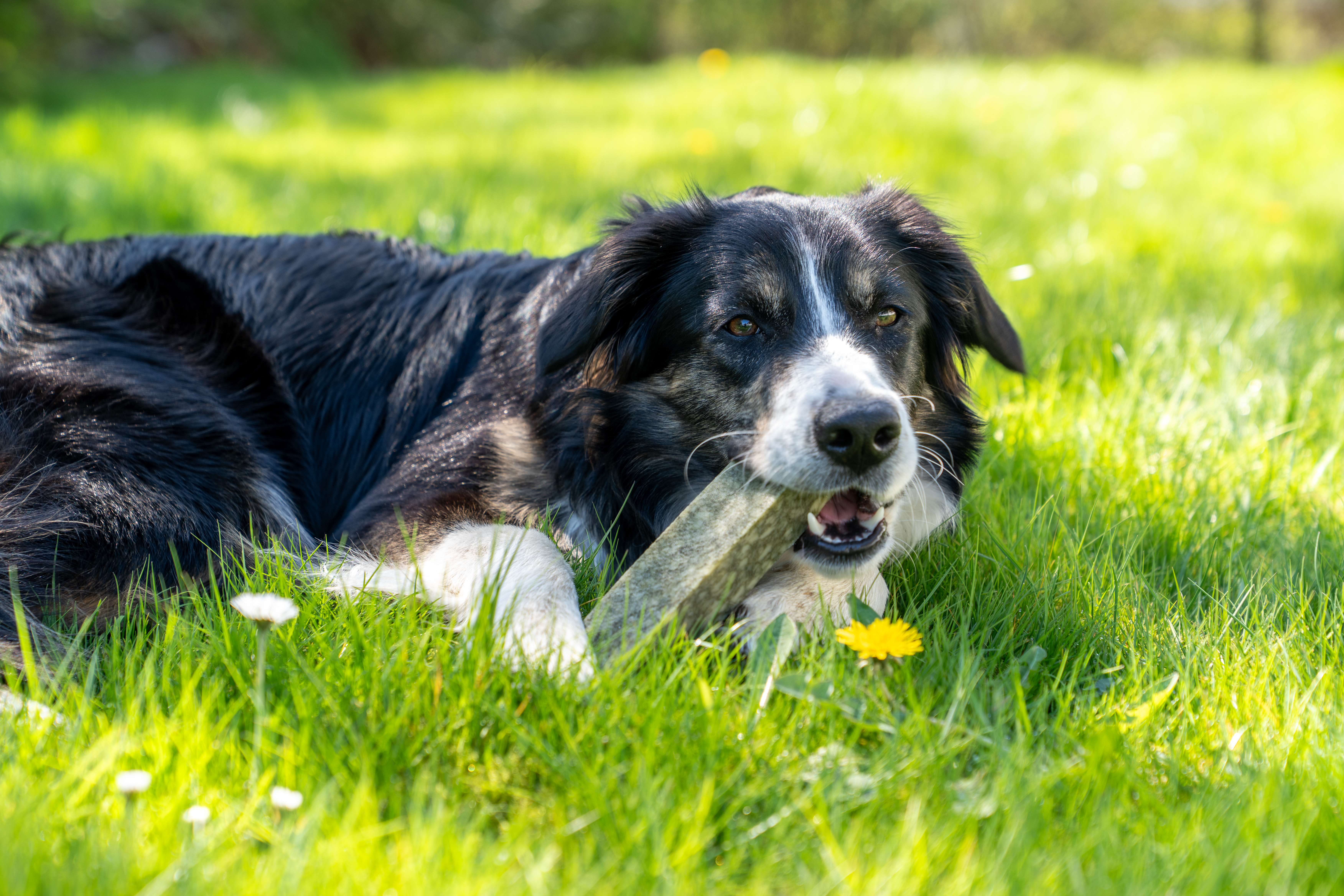 DAUERKAUER Käseknochen Spirulina WOLTERS cat & dog GmbH