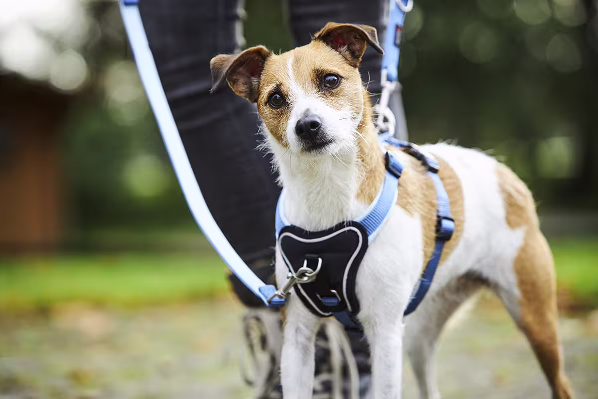 Professional Comfort Führleine WOLTERS cat & dog GmbH