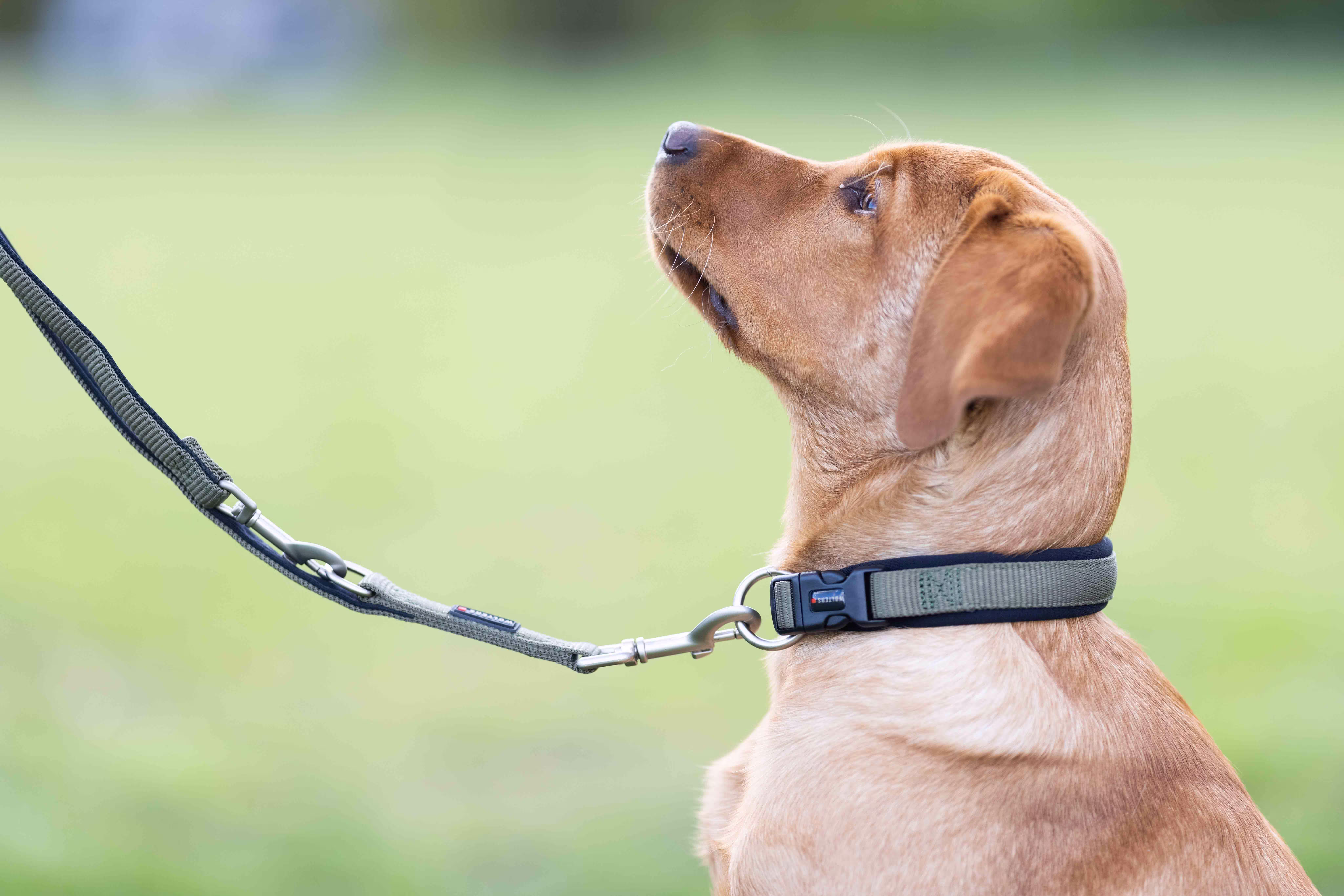 Professional Comfort Halsband WOLTERS cat & dog GmbH