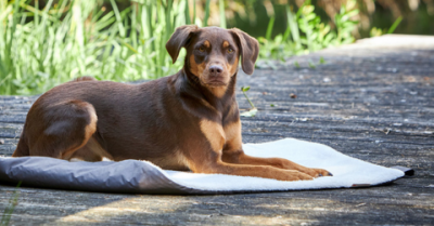 Tierbedarf WOLTERS cat & dog GmbH