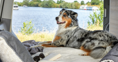 Tierbedarf WOLTERS cat & dog GmbH