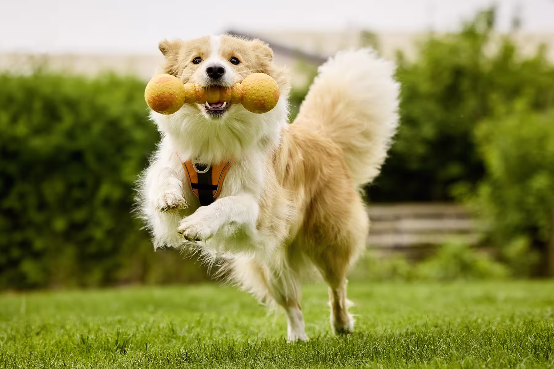  WOLTERS cat & dog GmbH